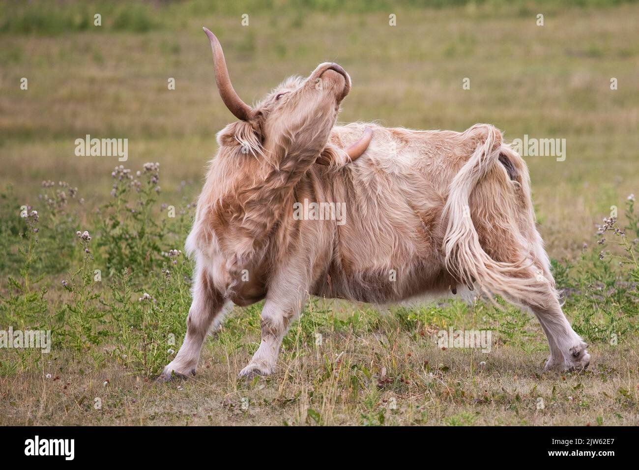 Highland vaca rascándose con picazón de espalda con sus cuernos Foto de stock