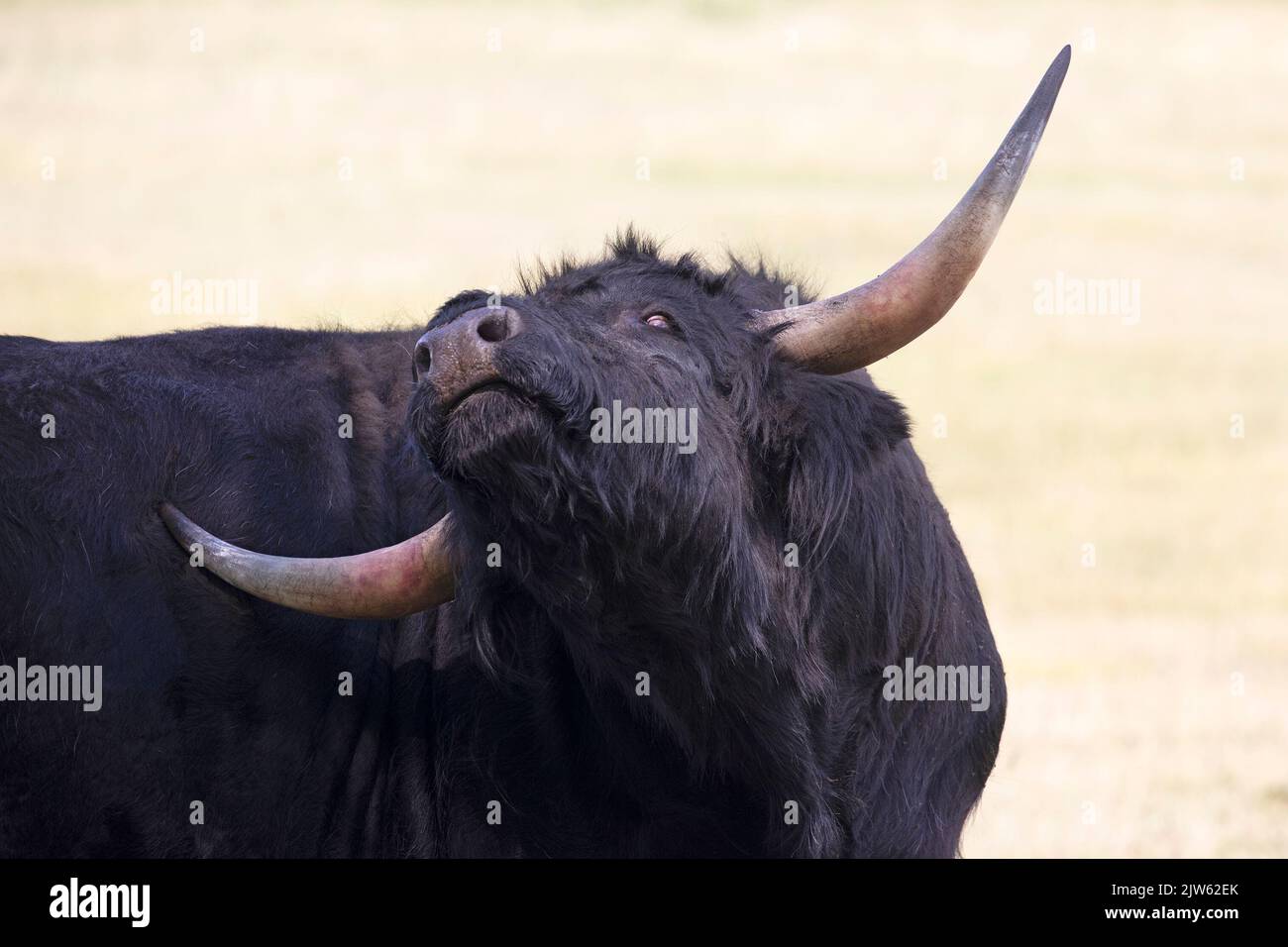 Toro negro de las tierras altas rasguñando la espalda picadora con la punta de los cuernos, de cerca Foto de stock