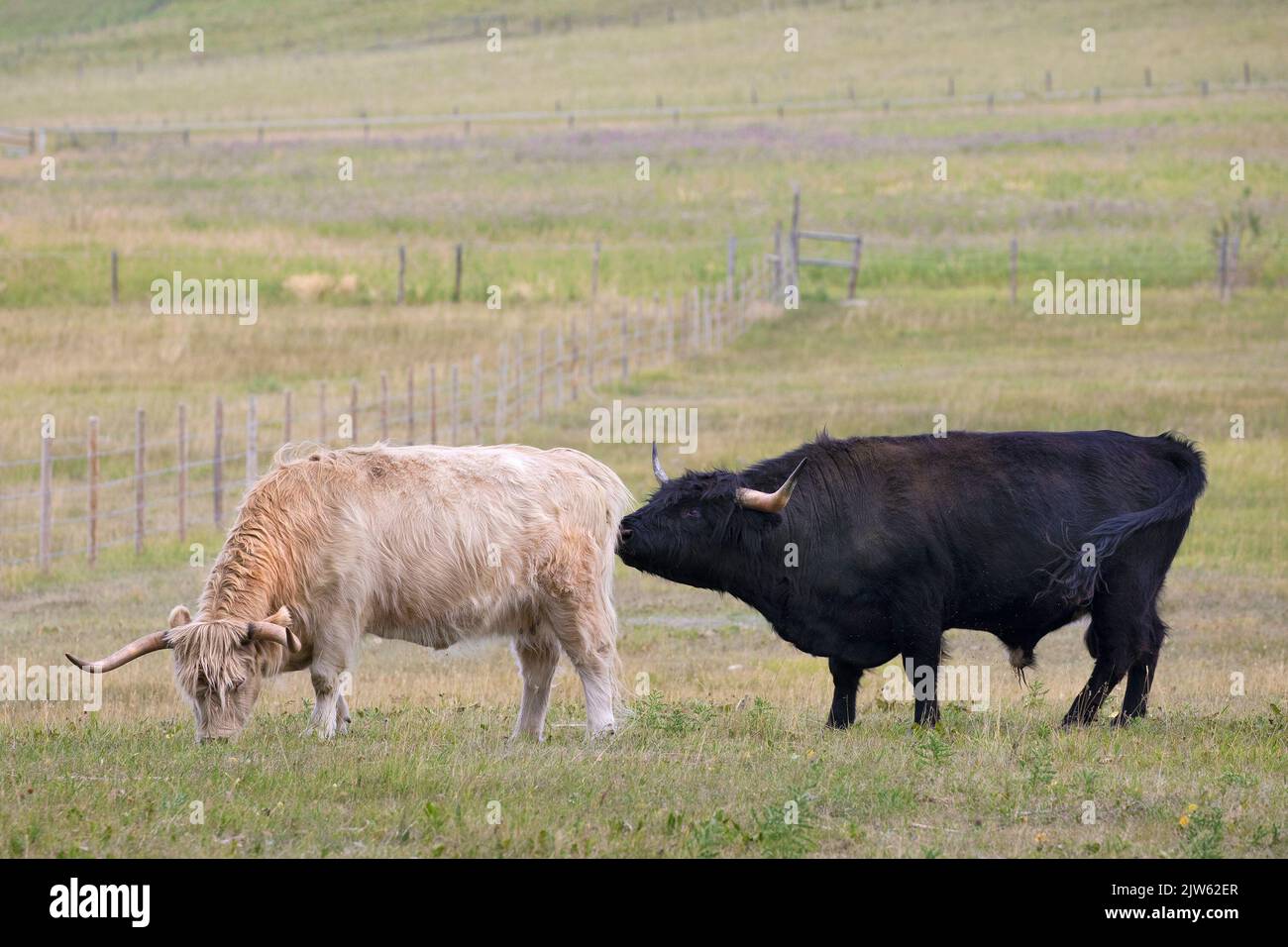 Highland toro oliendo vaca para averiguar si está en calor y listo para la cría Foto de stock