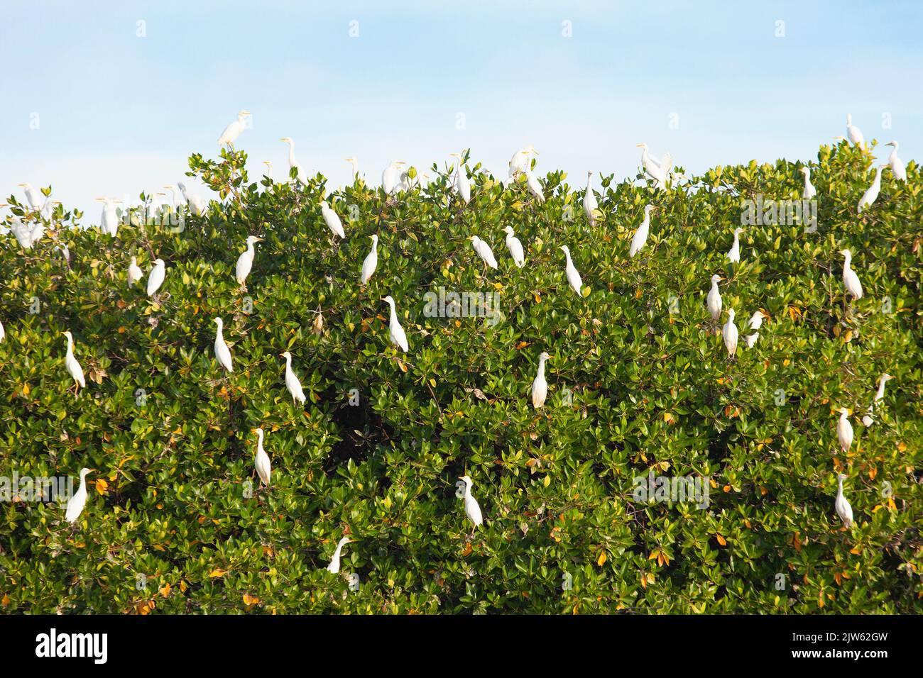 Un rebaño de garcetas de ganado (Bubulcus ibis) asentando en un árbol de mangle rojo (Rhizophora mangle) en las Islas Galápagos, Ecuador Foto de stock