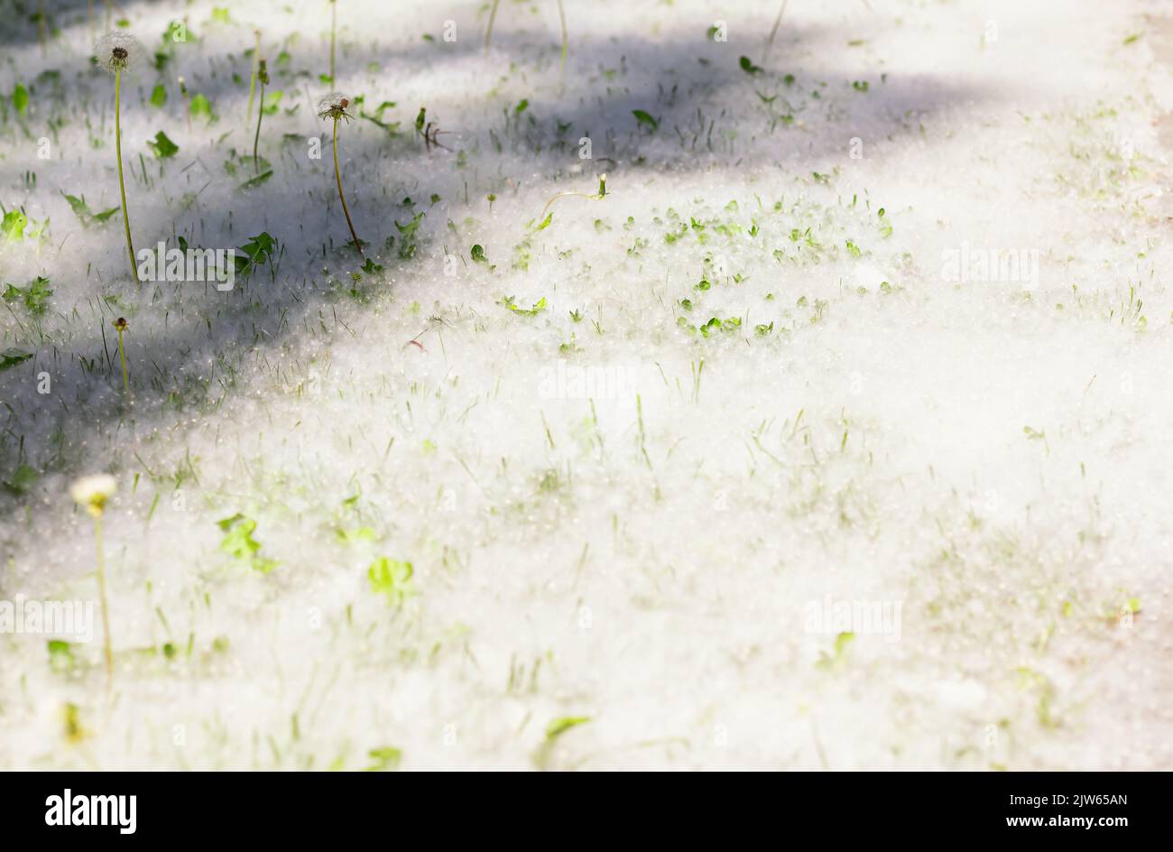 Hierba verde cubierta de pelusas de álamo, vista lateral del camino en la hierba en los rayos de la luz del sol. Enfoque selectivo. Advertencia Alérgenos fuertes. Concepto de riesgo para la salud. P Foto de stock