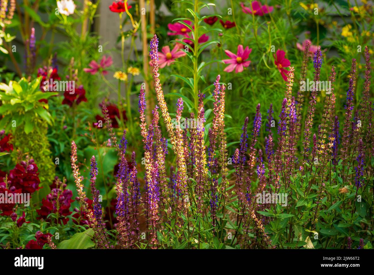 Salvia nemorosa 'Violet Riot' (Sage). Berkshire Botanical Garden, Stockbridge, MA Foto de stock