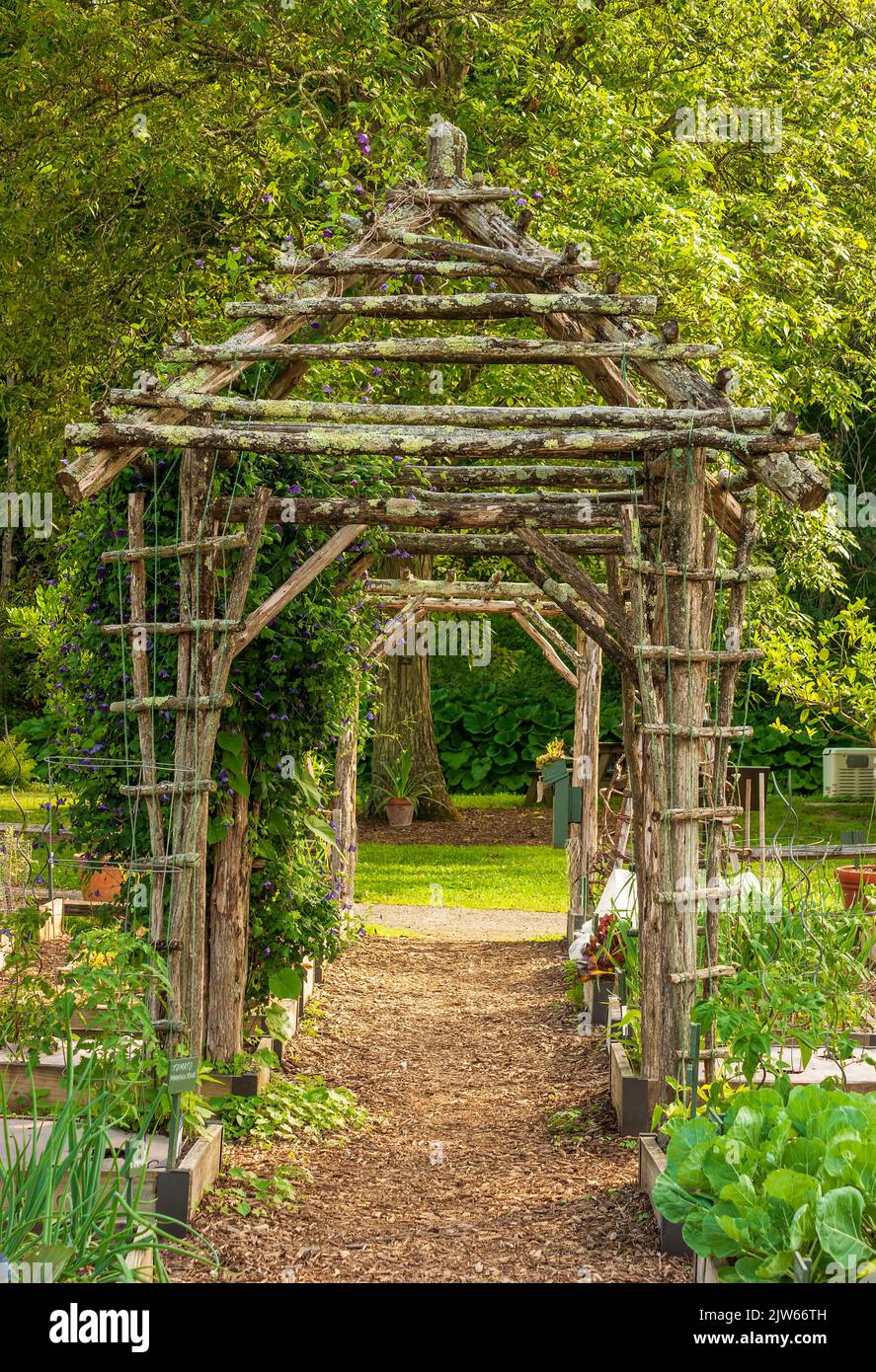 Un enrejado rústico del gazebo de las ramas de los árboles, en un camino a través de un huerto. Jardín Botánico Berkshire, Stockbridge, MA Foto de stock