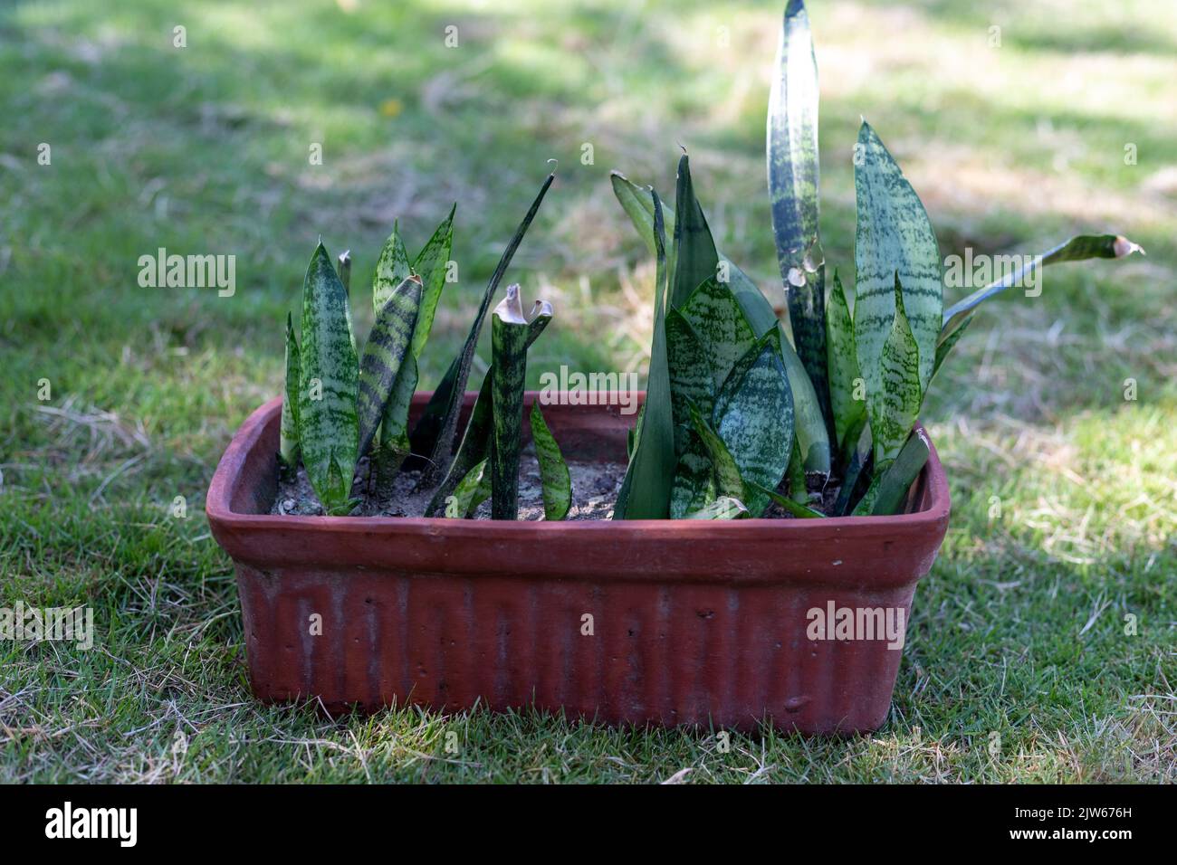 Planta de Sansevieria creciendo en una olla de arcilla Foto de stock