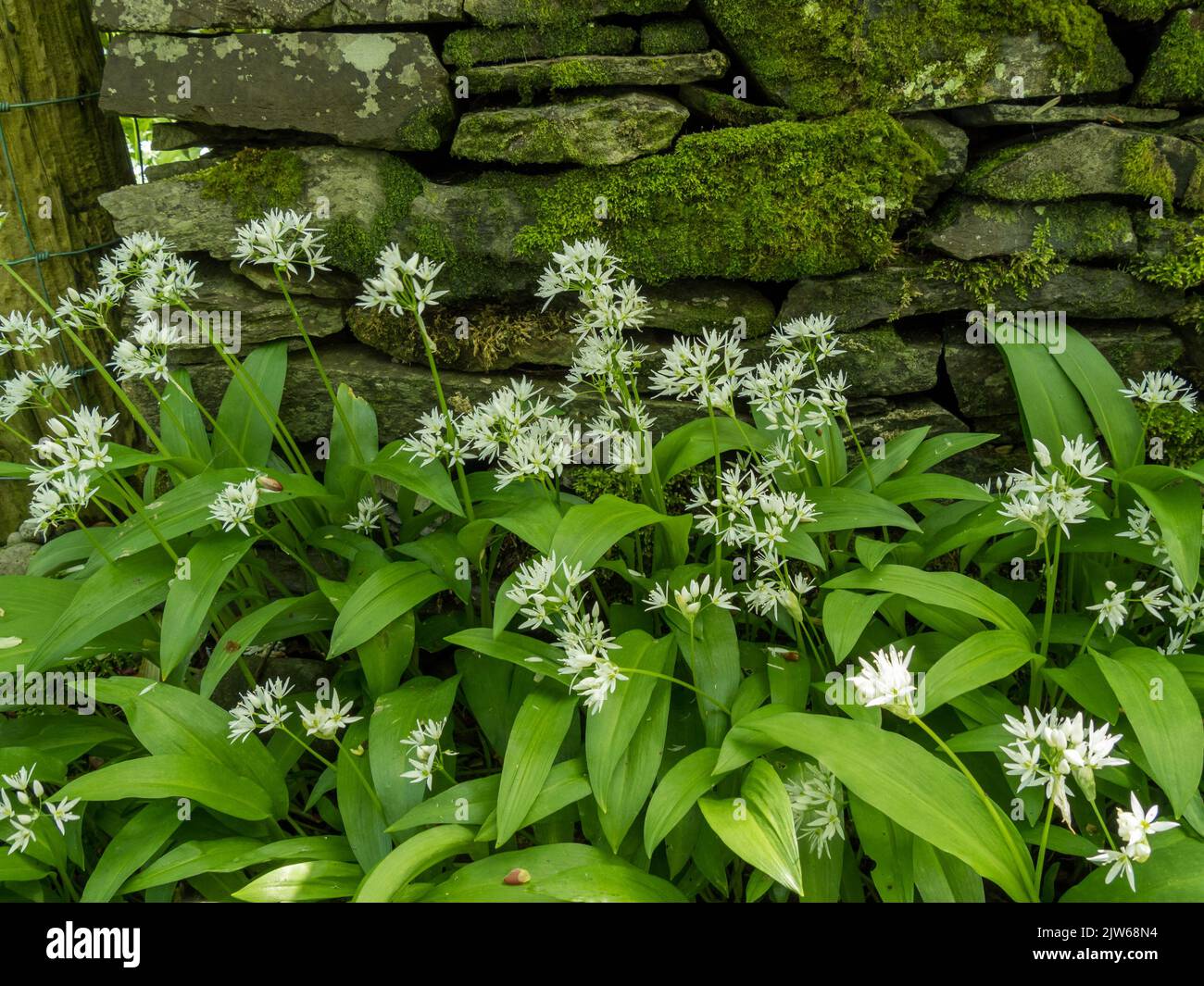 Plantas de ajo silvestre (Allium ursinum) con hojas verdes y flores blancas que crecen delante de la pared de piedra cubierta de musgo viejo, Colonsay House Gardens. Foto de stock