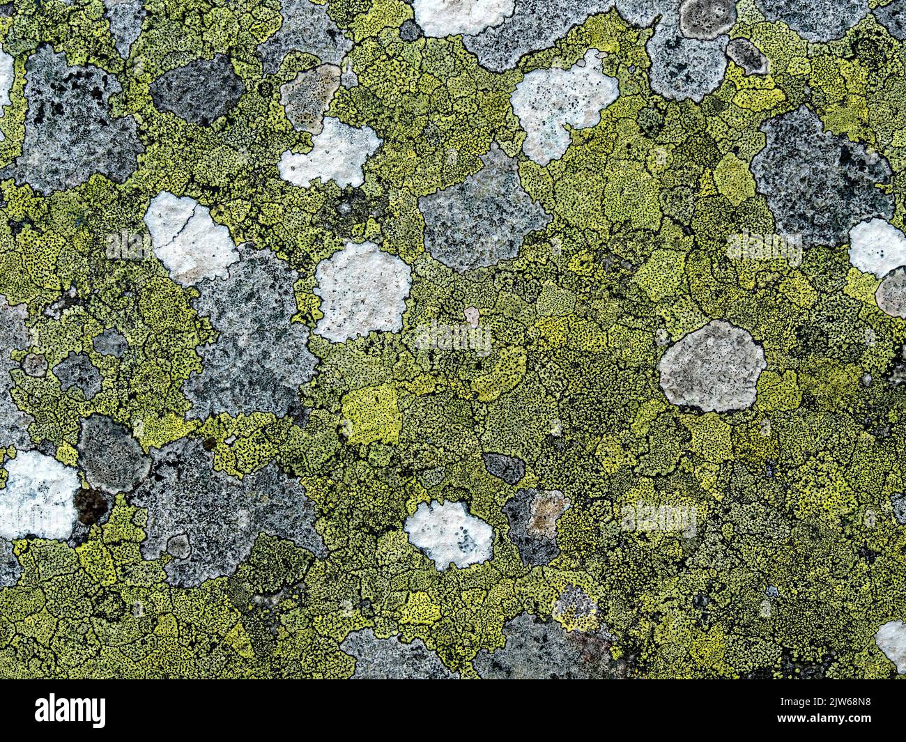 Primer plano de roca húmeda cubierta de coloridas colonias de líquenes crustosos, Isla de Colonsay, Escocia, Reino Unido Foto de stock