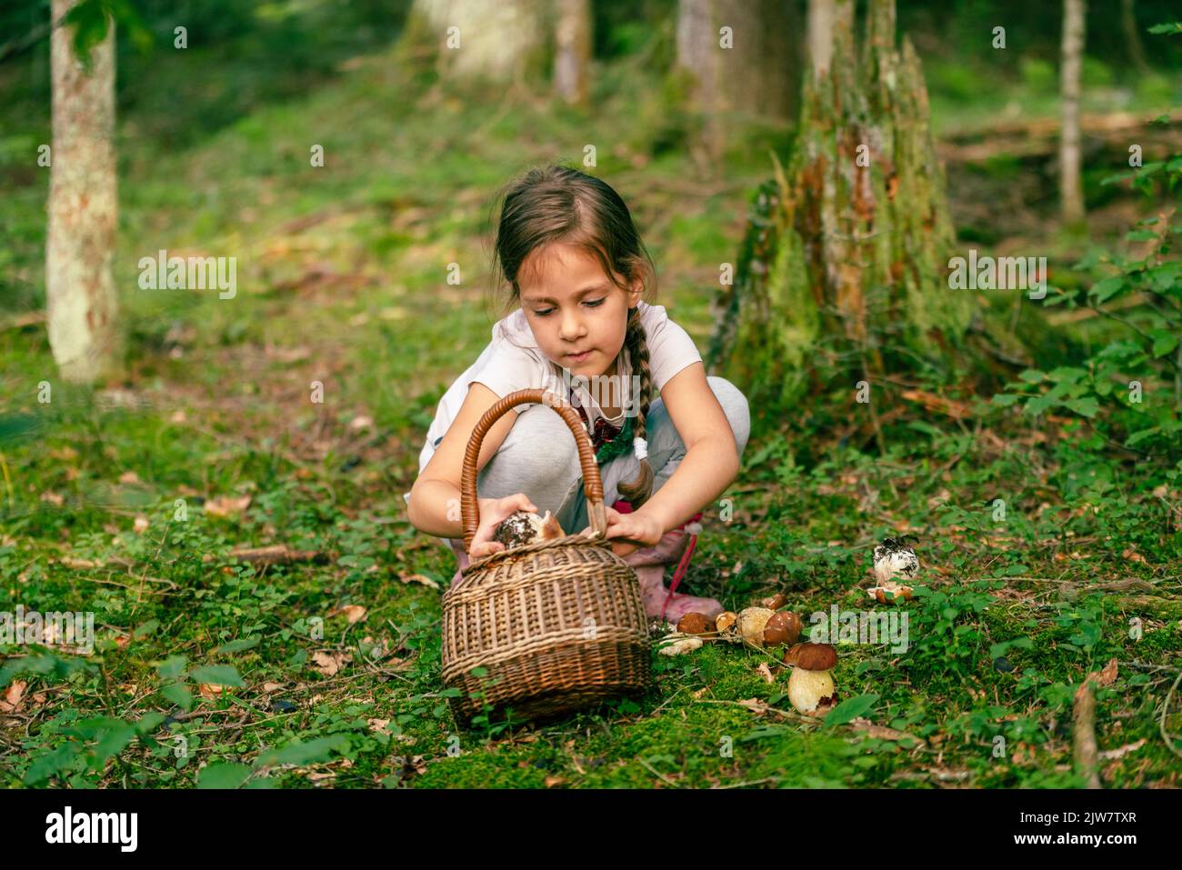 Una niña en el bosque recoge setas boletus y las pone en una canasta Foto de stock