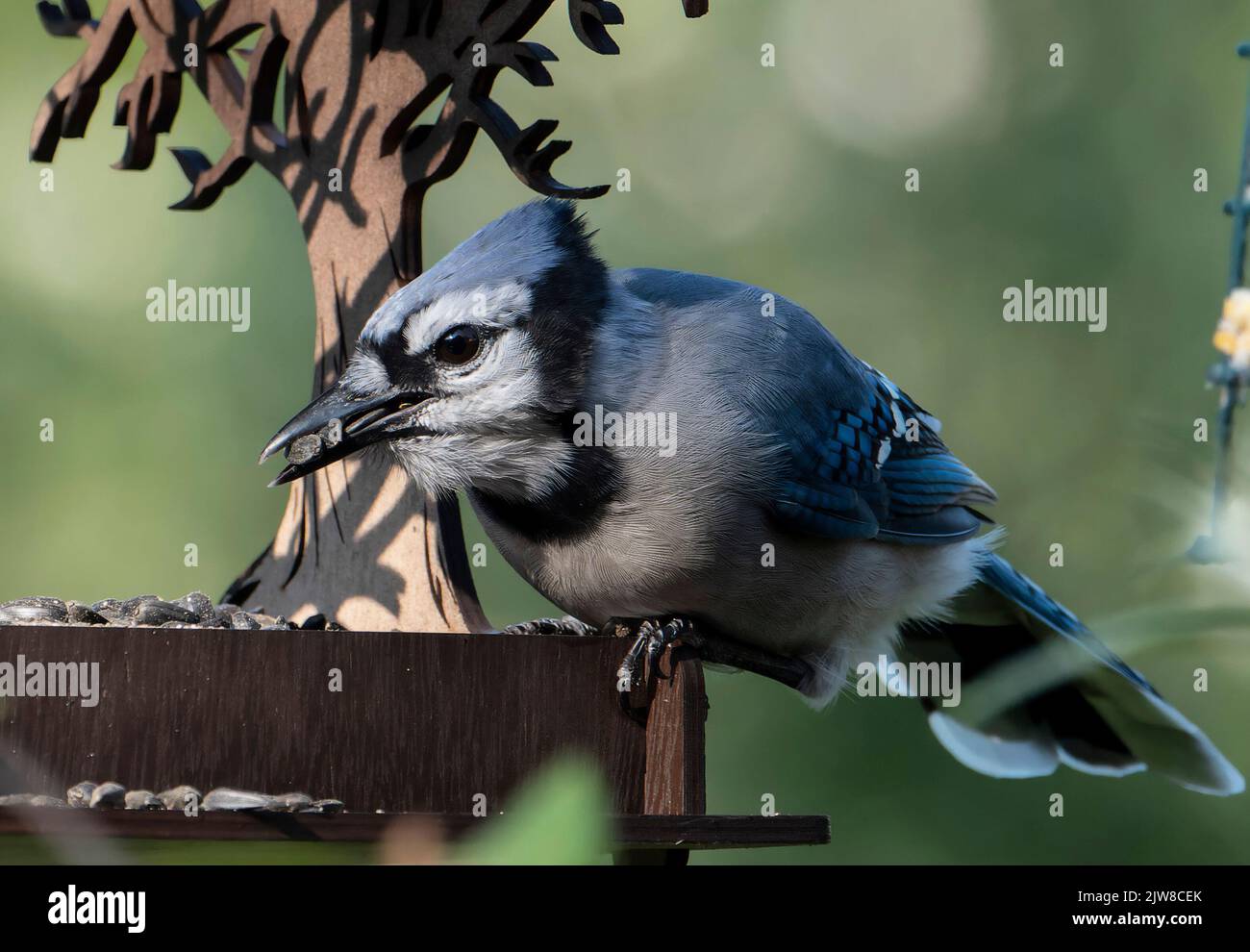 Molting Bluejay se adhiere al alimentador de aves Foto de stock