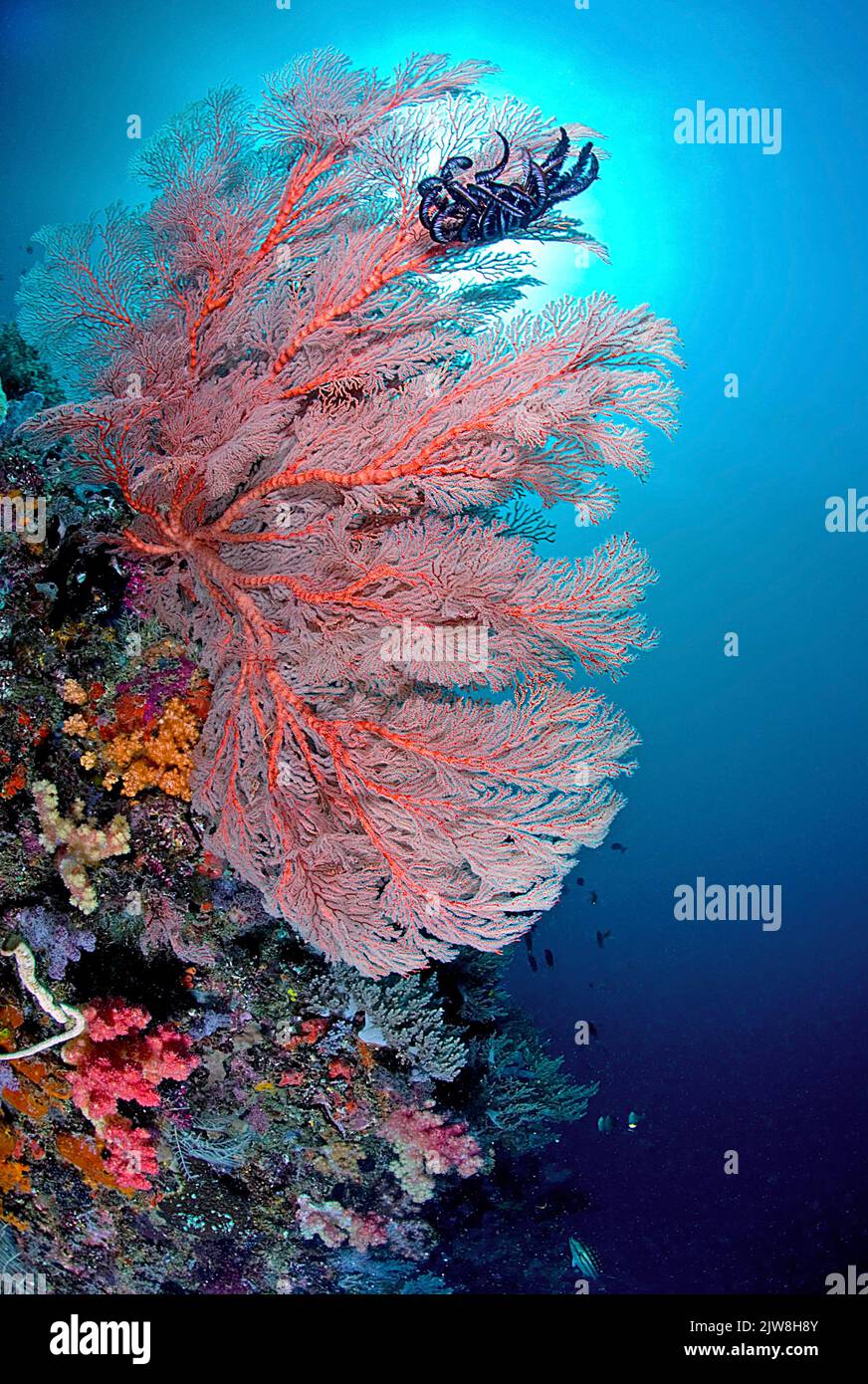 Colorido arrecife de coral tropíval con enorme coral de abanico anudado (Melithaea ochracea), Komodo, Indonesia Foto de stock