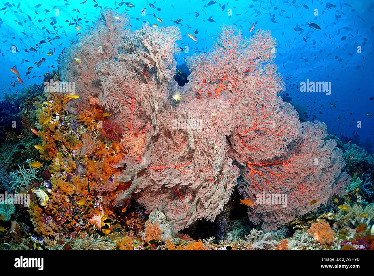 Colorido arrecife de coral tropíval con enorme coral de abanico anudado (Melithaea ochracea), Komodo, Indonesia Foto de stock