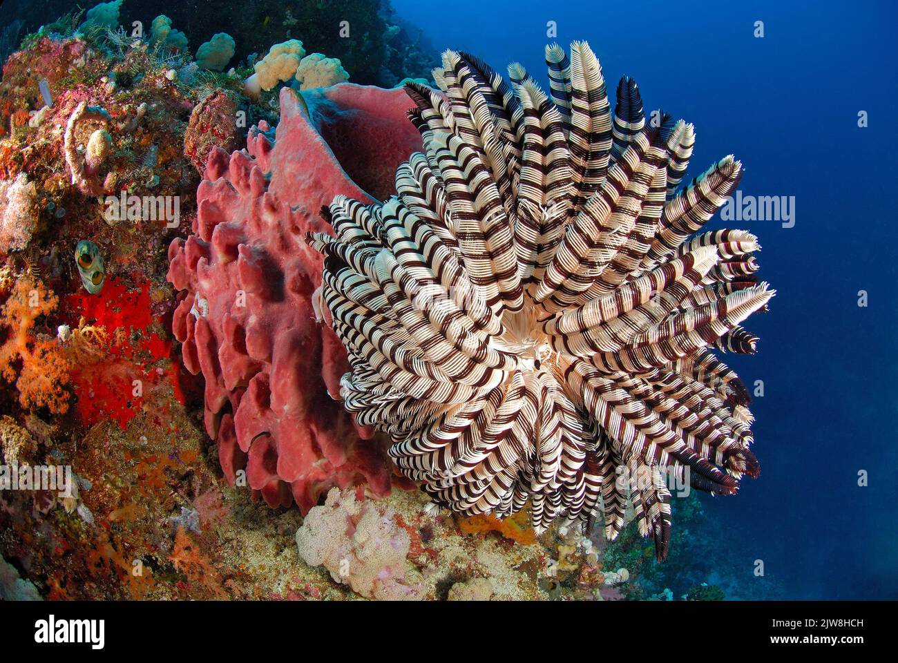 Este crinoide, también conocido como una estrella de plumas (Comatulida), se despliega para filtrar el plancton, Raja Ampat, Indonesia, Ocan Pacífico Foto de stock