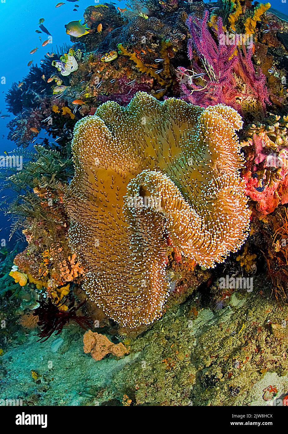 Coral blando tipo seta (Sarcophyton trochelioporum) en un arrecife de coral, Sulawesi, Indonesia, Asia Foto de stock