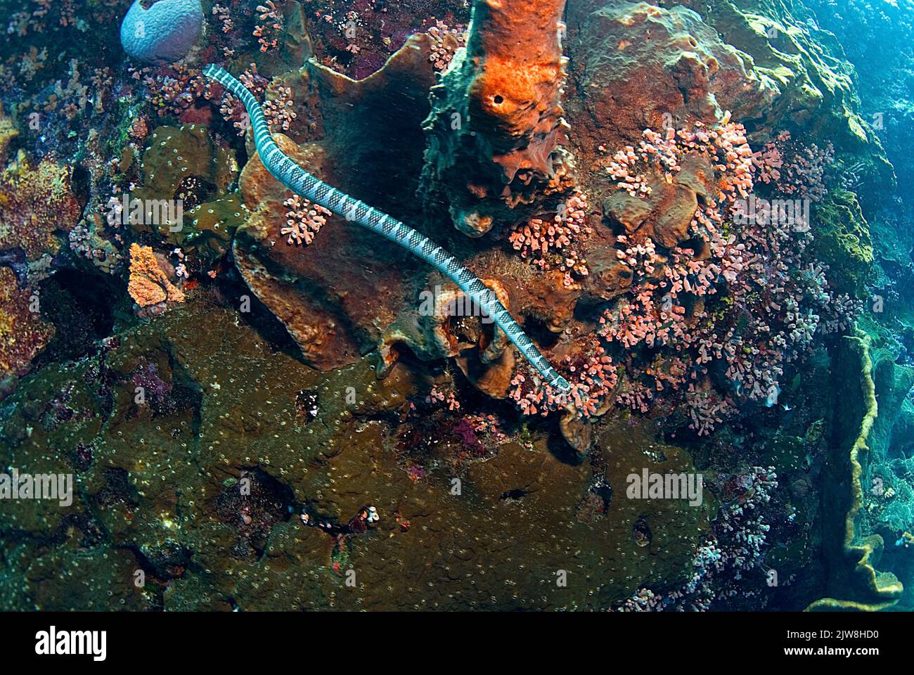 Serpiente marina anulada (Hydrophis cyanocinctus) También conocida como serpiente marina de banda azul, un tipo de serpiente marina venenosa, Raja Ampat, Indonesia, Océano Pacífico Foto de stock