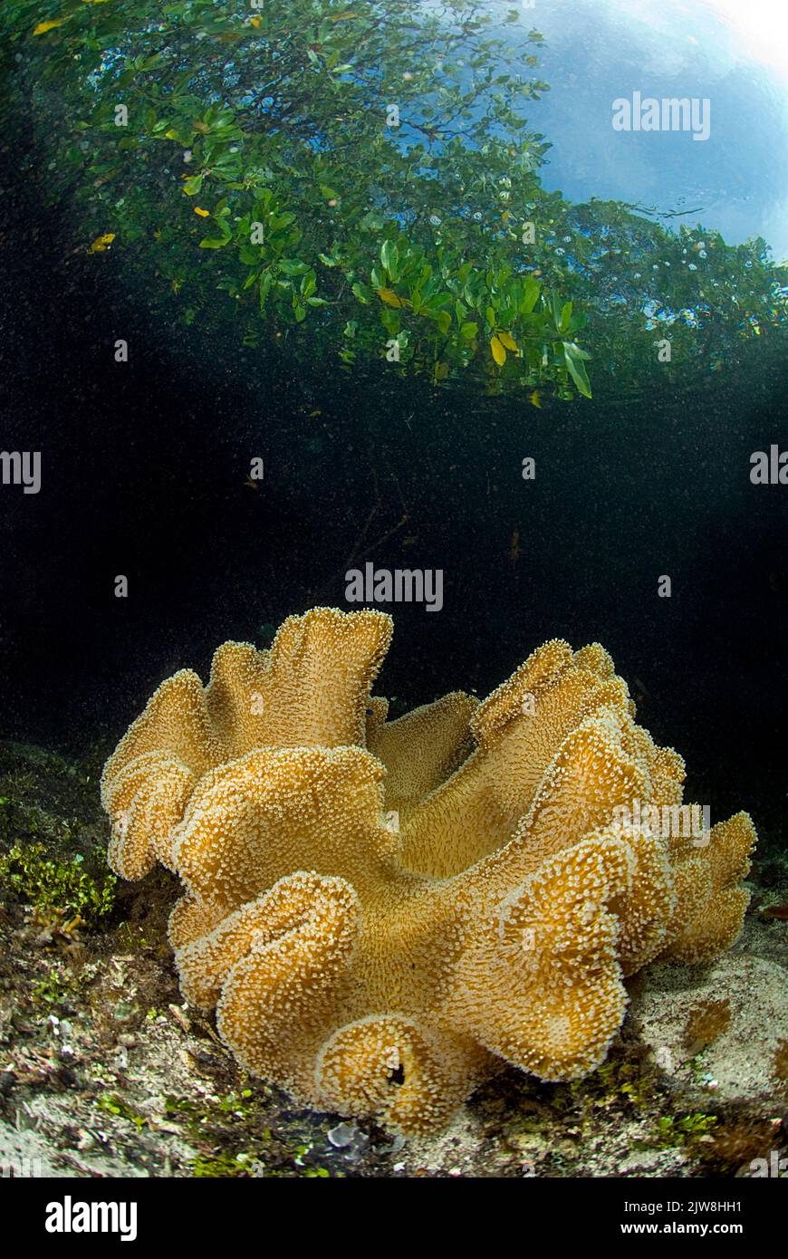 Coral blando de setas (Sarcophyton trochelioporum) en los manglares, Palau, Micronesia, Asia Foto de stock