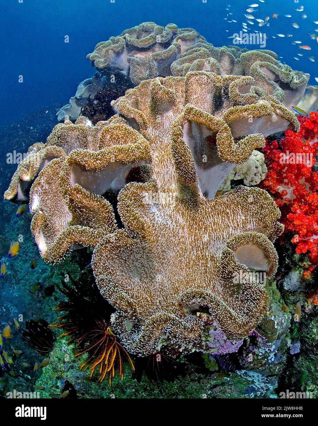 Coral blando tipo seta (Sarcophyton trochelioporum) en un arrecife de coral, Sulawesi, Indonesia, Asia Foto de stock