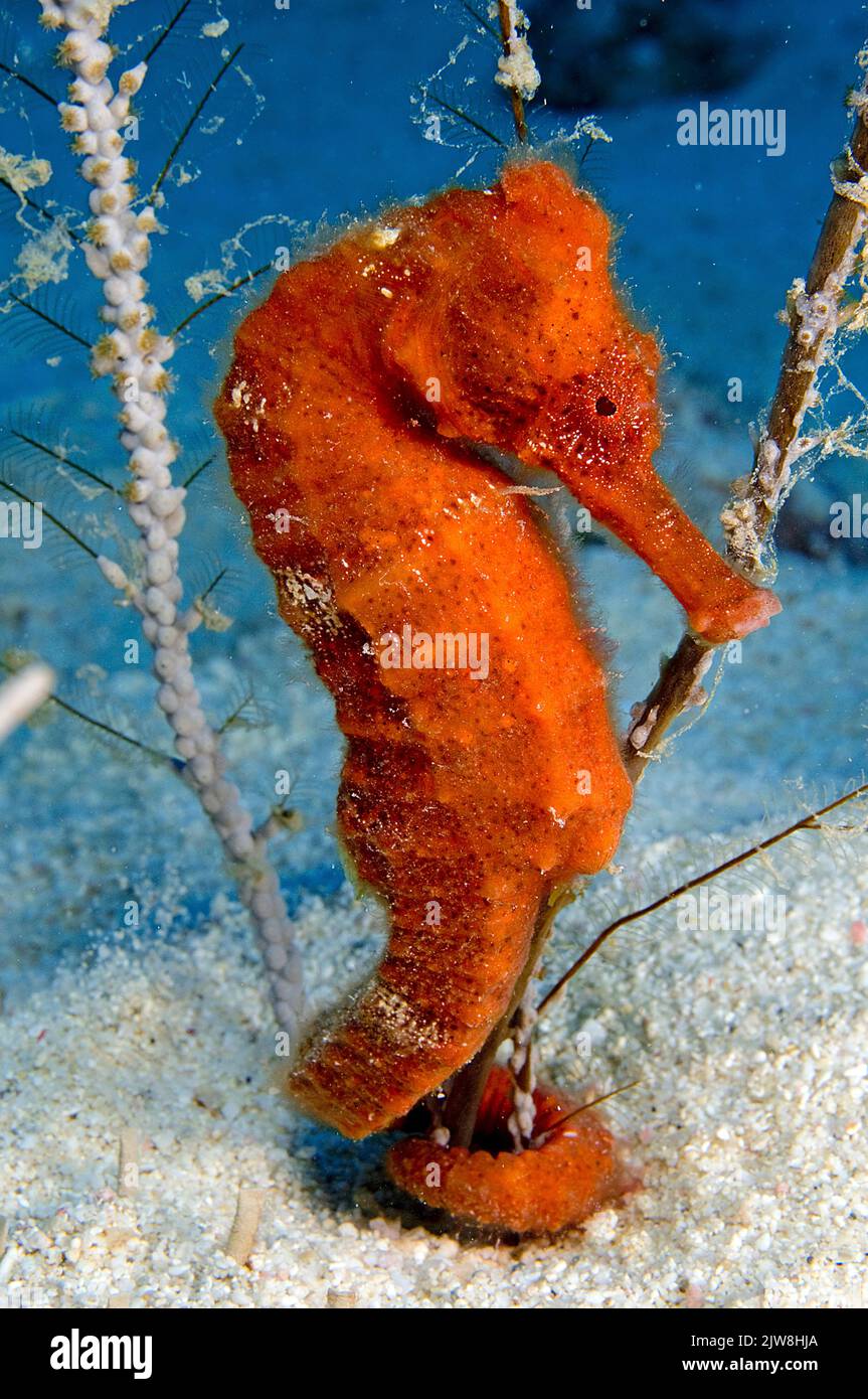 Caballo de mar largo hocico o caballo de mar delgado (Hippocampus reidi), San Vicente, Granada, Caribe Foto de stock