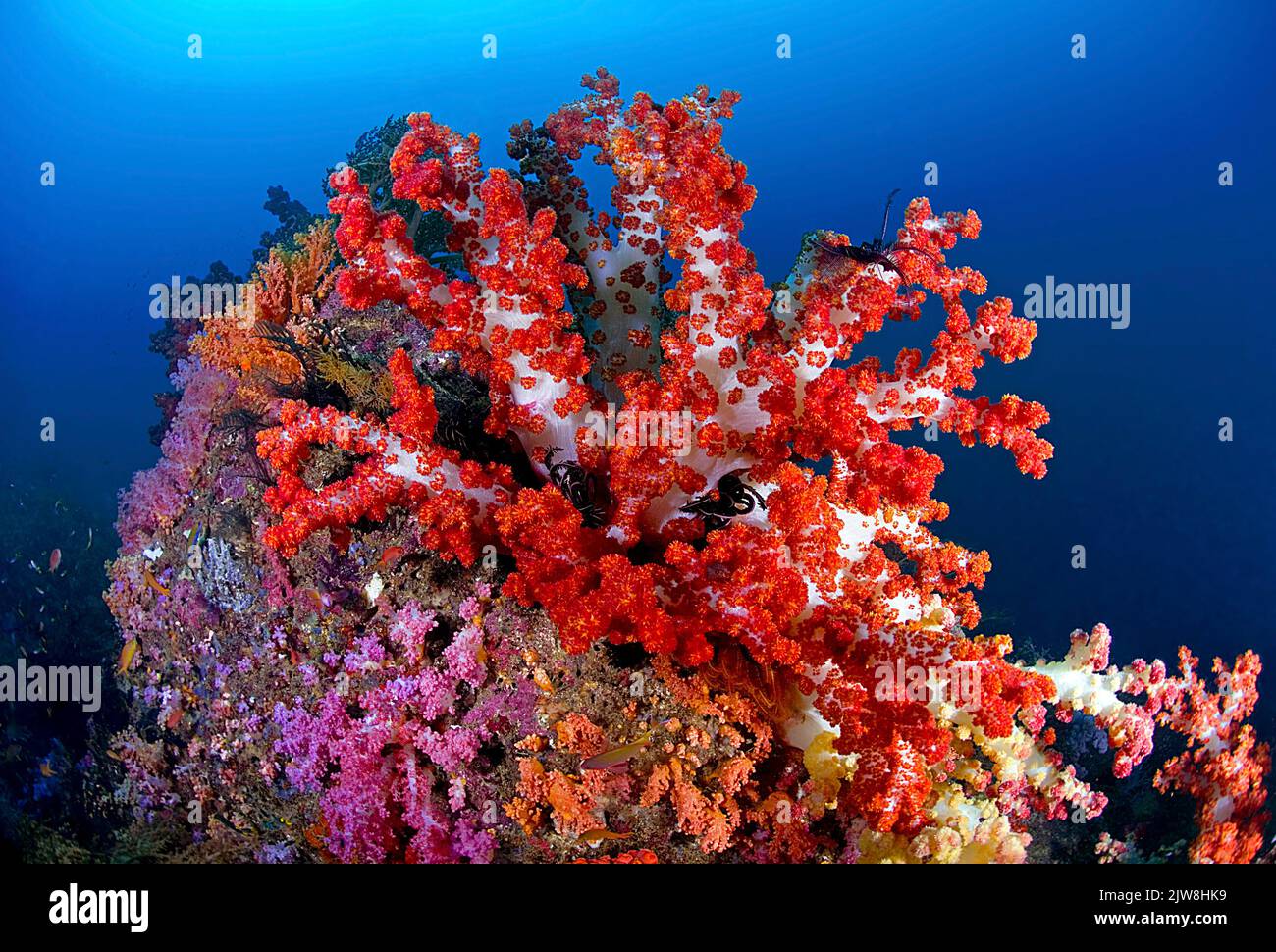 Coral rojo blando gigante, Caulino Rojo (Dendronephthya sp.), Raja Ampat, Indonesia, Océano Pacífico Foto de stock