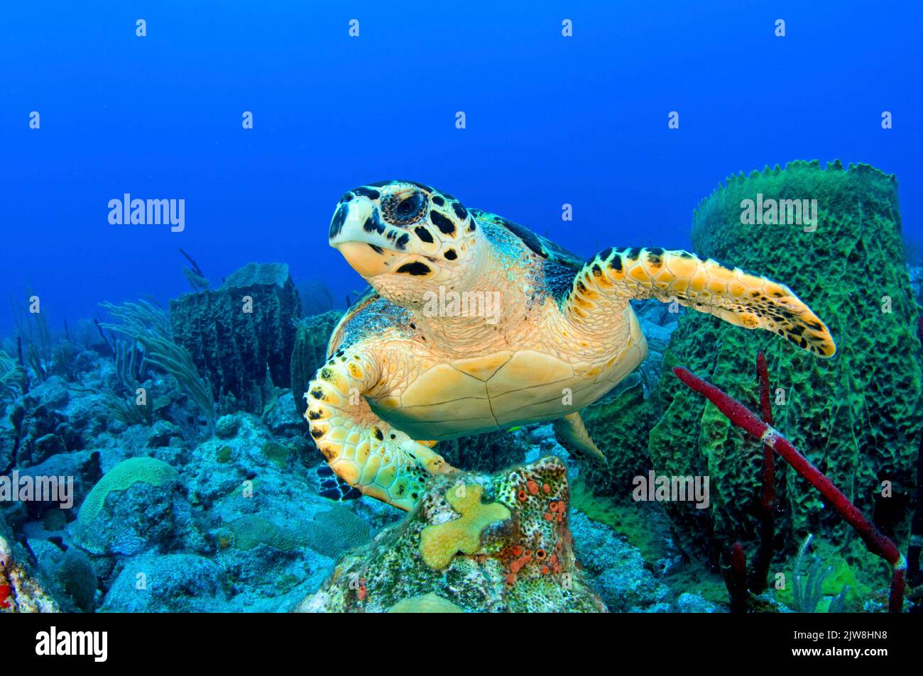 Tortuga carey (Eretmochelys imbricata) en un arrecife de coral caribeño, Statia, St. Eustatius, Caribe. Foto de stock