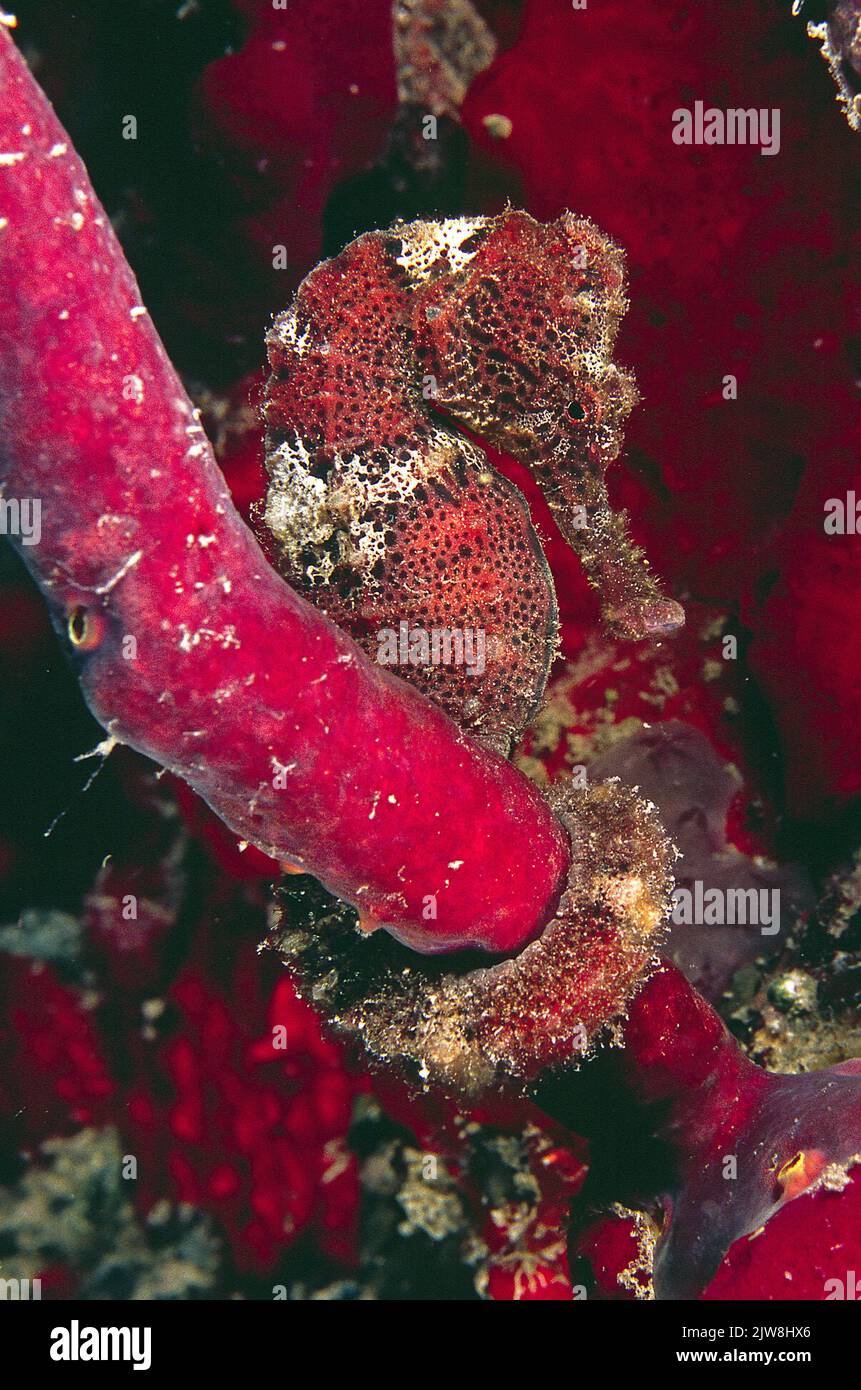 Caballito de mar largo o esbelto (Hippocampus reidi), sujetándose en una esponja, Islas Caimán, Caribe Foto de stock