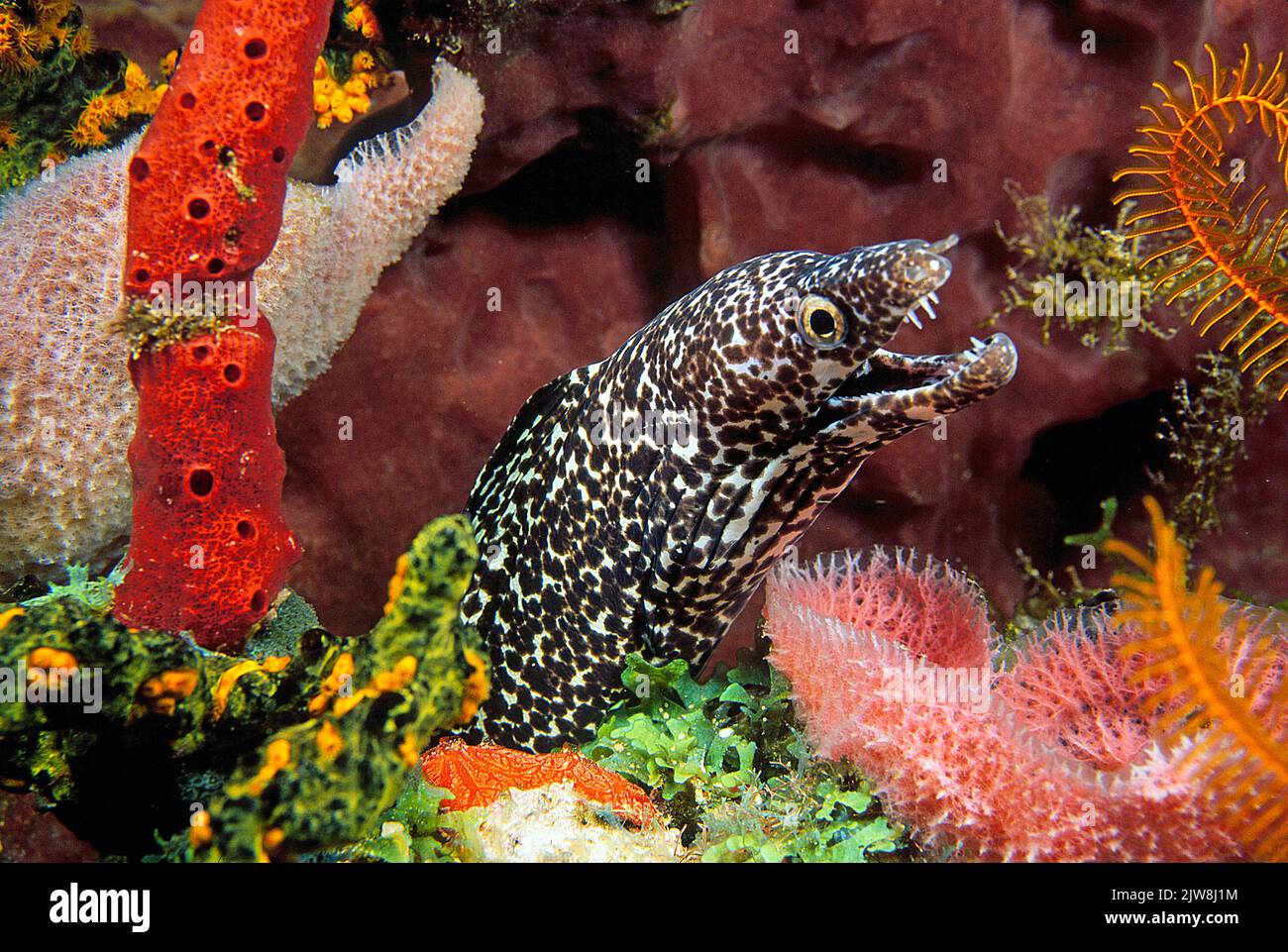 Moray manchado (Gymnothorax moringa) en un arrecife coralino caribeño, Statia, San Eustaquio, Caribe Foto de stock