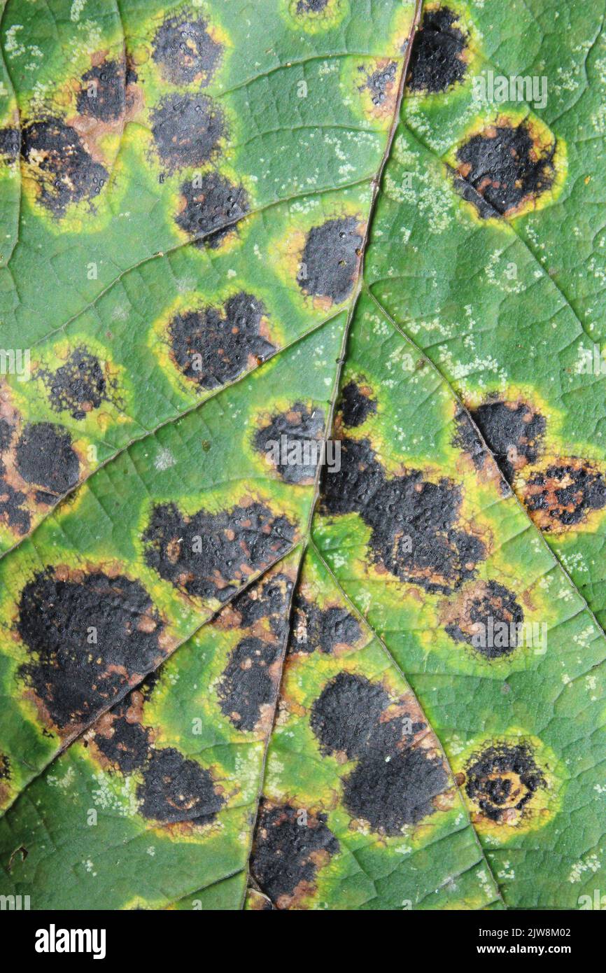 Manchas de alquitrán hongo Rhytisma acerinum en Sycamore Acer pseudoplatanus deja Foto de stock
