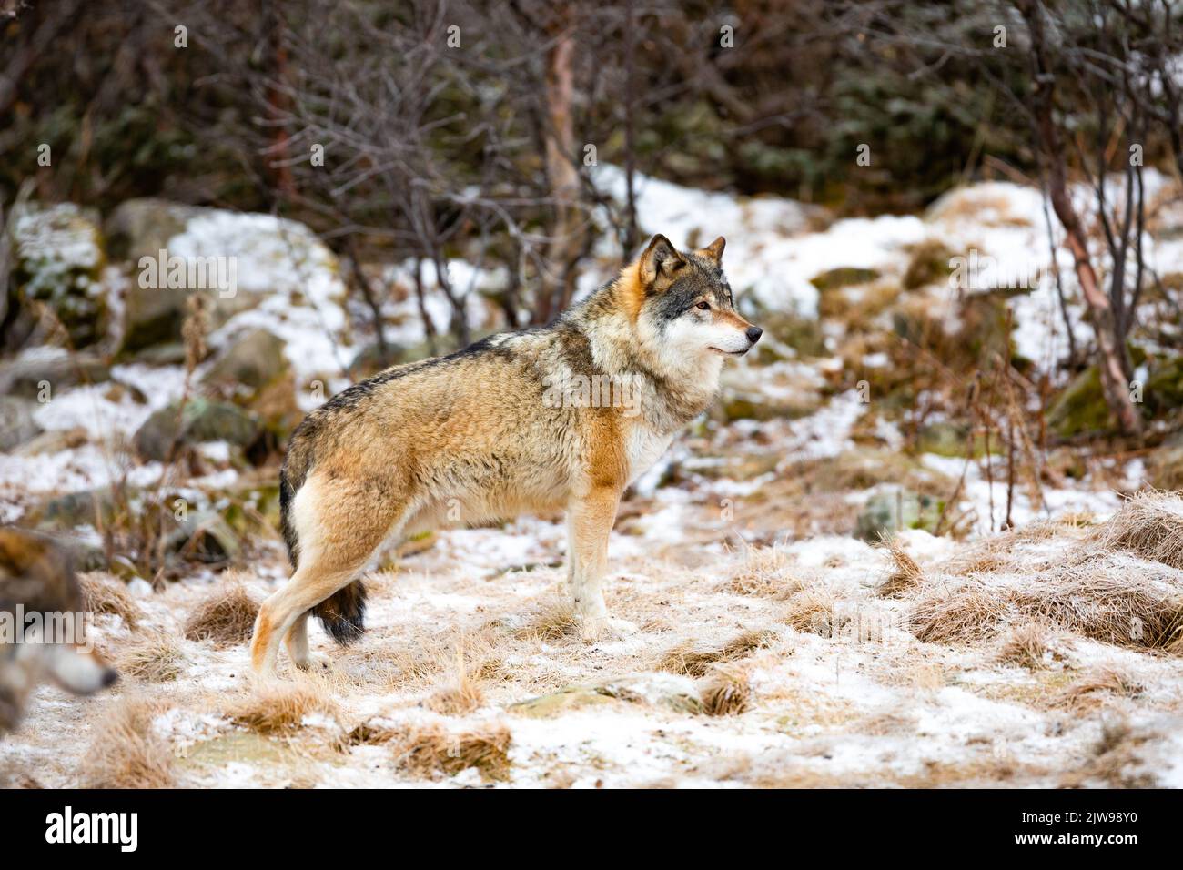 Magnífico lobo macho alfa en paquete de pie en el bosque Foto de stock