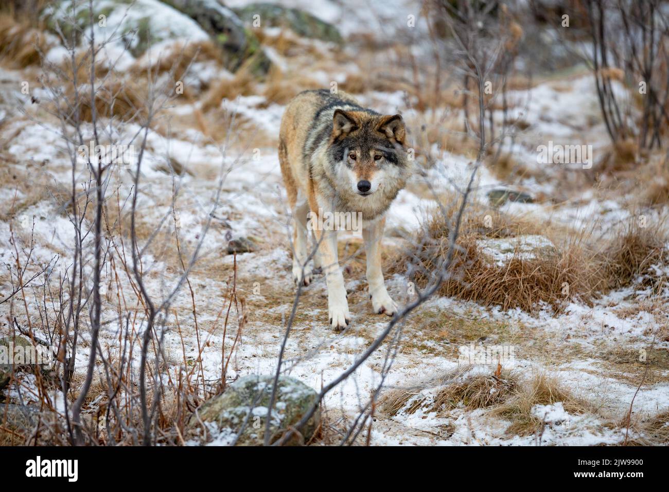 Hermoso lobo masculino de pie en el bosque a principios de invierno Foto de stock