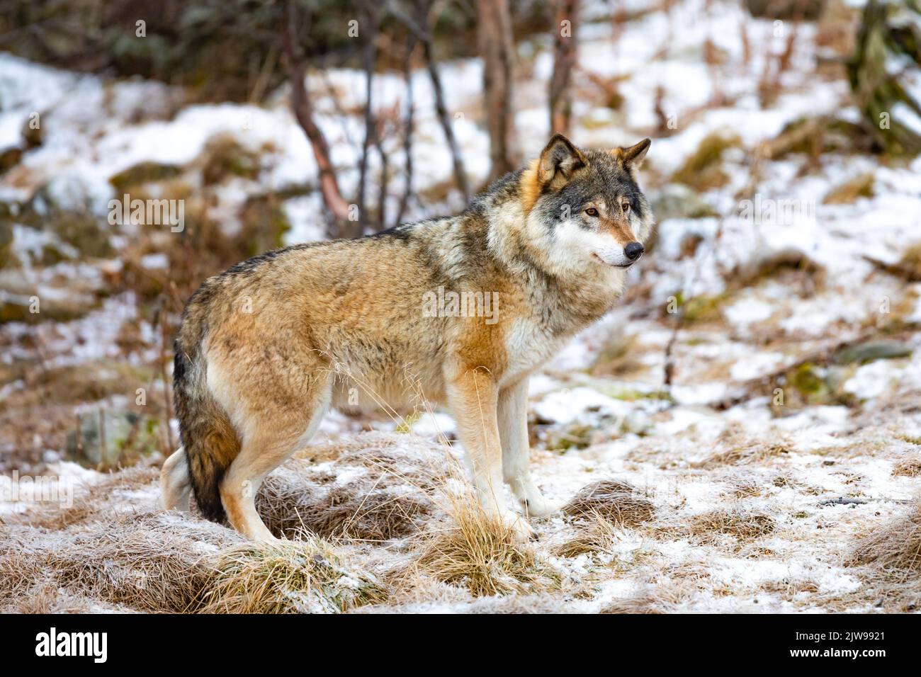 Lobo masculino solitario de pie en el bosque en busca de enemigos Foto de stock