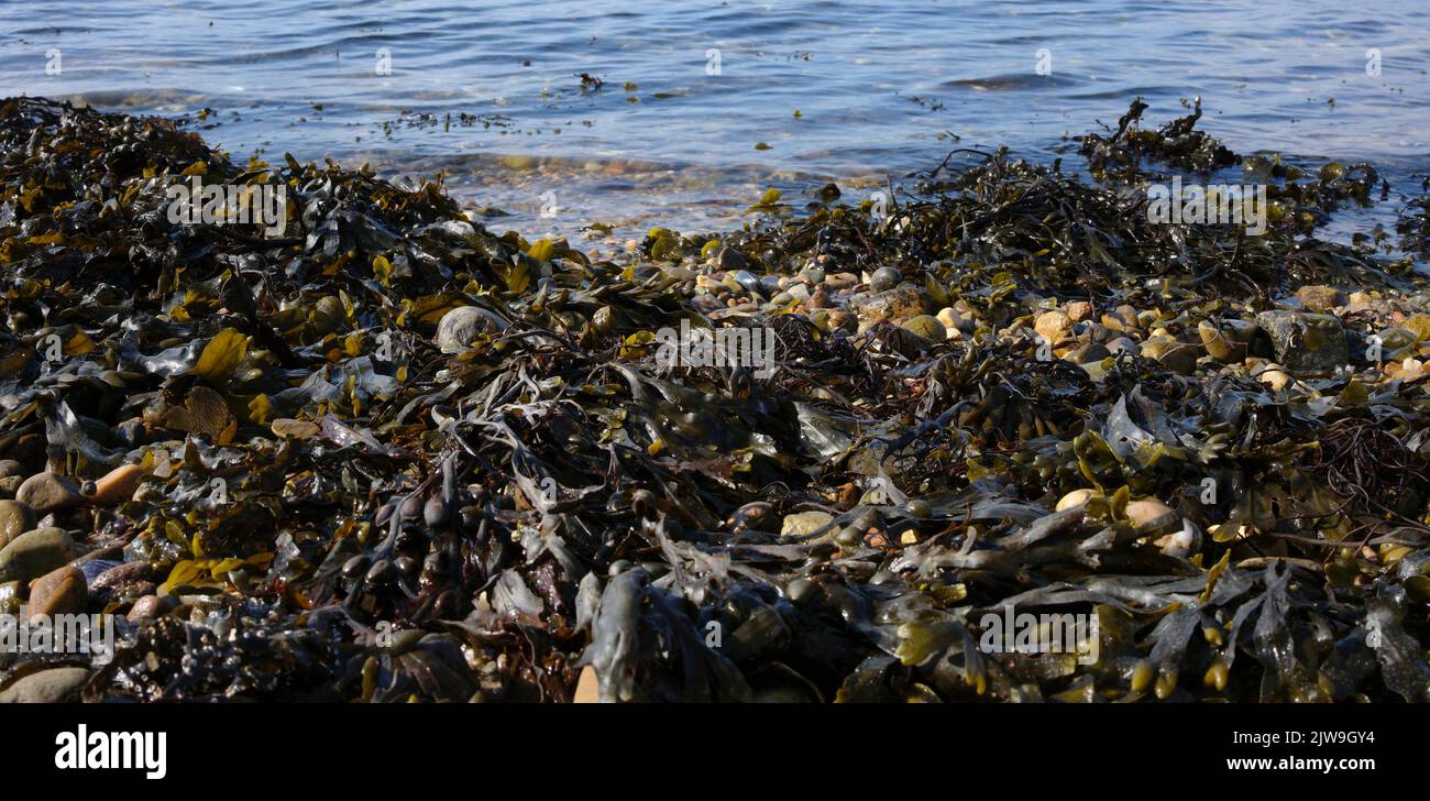Al final de la tarde de marzo, un banco de algas en la línea de marea alta en la orilla del lago Fyne en Argyll y Bute Foto de stock