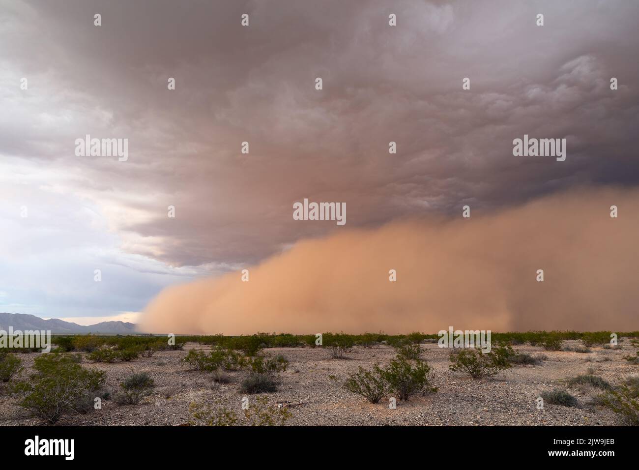 Tormenta de polvo en el desierto de Arizona Foto de stock