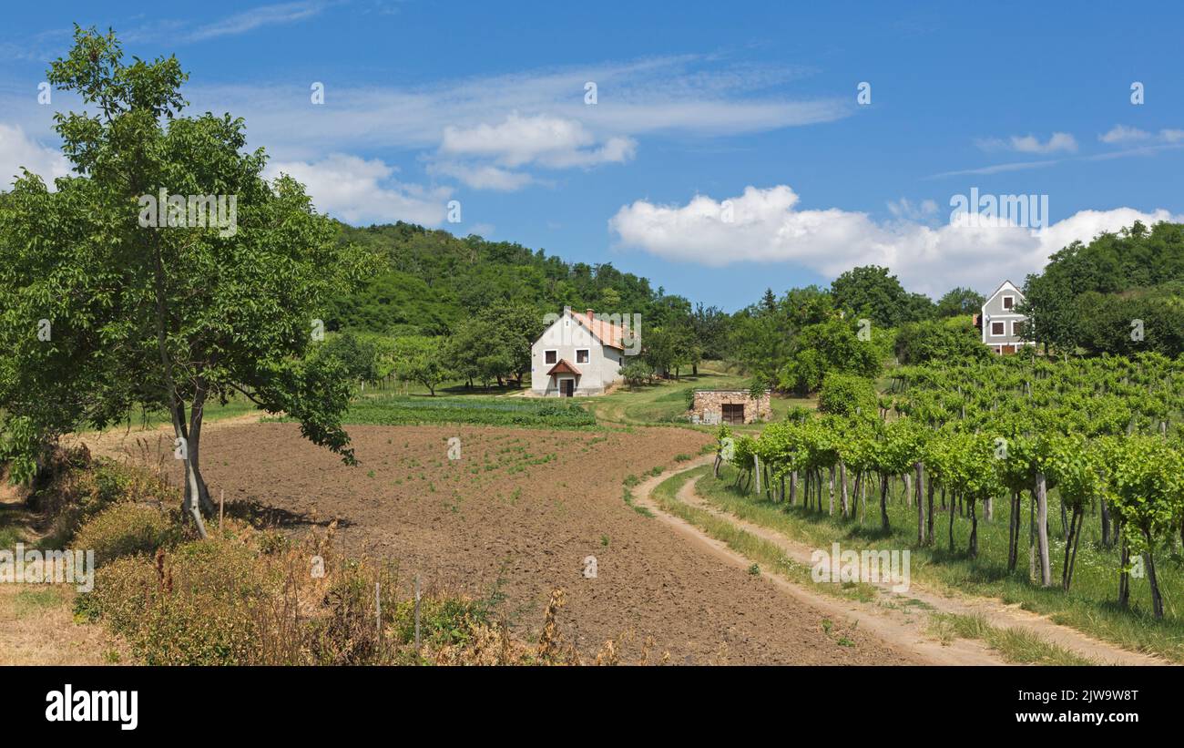 Cerca de Tapolca, condado de Veszprém, Hungría. Viñedo y granja. Foto de stock