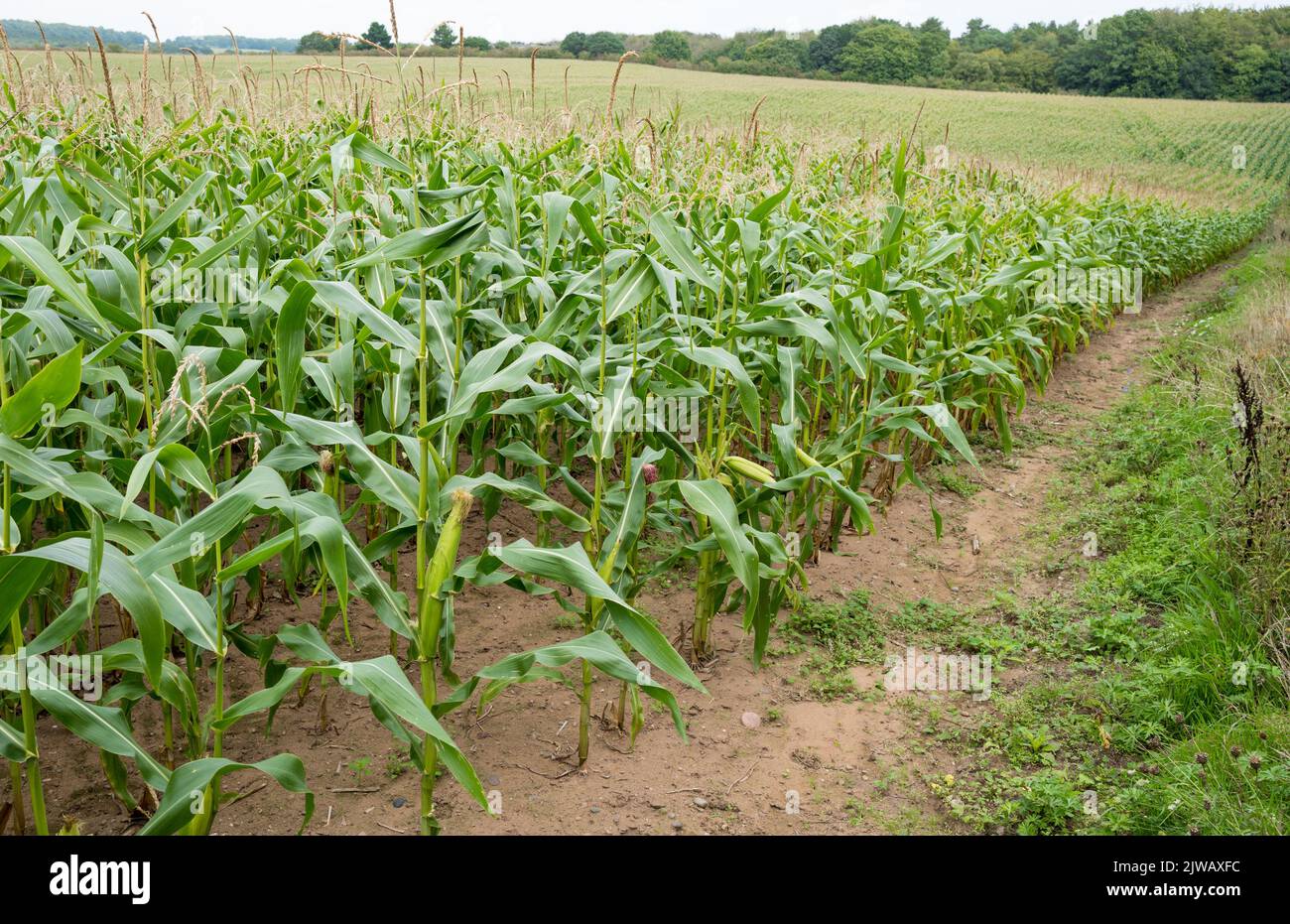 El maíz dulce, también llamado maíz azucarado o maíz de tallo, es una
