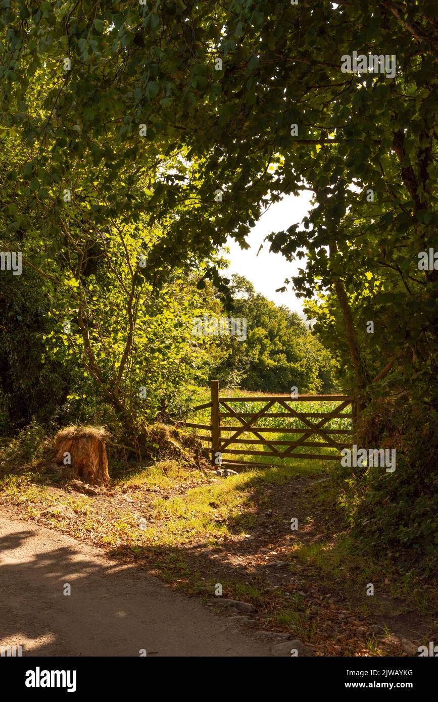 Parque Nacional de Dartmoor, Devon, Inglaterra, Reino Unido. 2022. Campo en Dartmoor a pocas millas al norte de Cornwood, Devon. Foto de stock