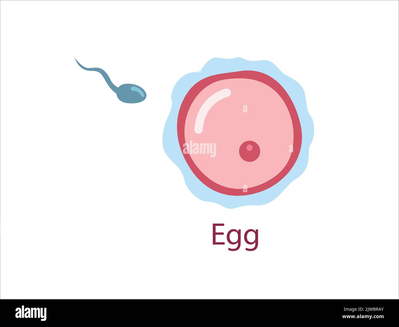 Óvulo Con Esperma Célula De Fertilidad Femenina Ovocito Sistema Reproductor De La Mujer La 9841