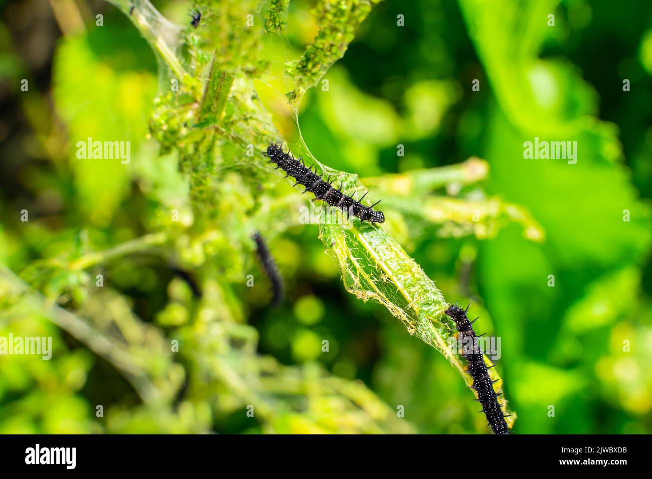 Ortiga hojas de primer plano que son consumidas por orugas negras con