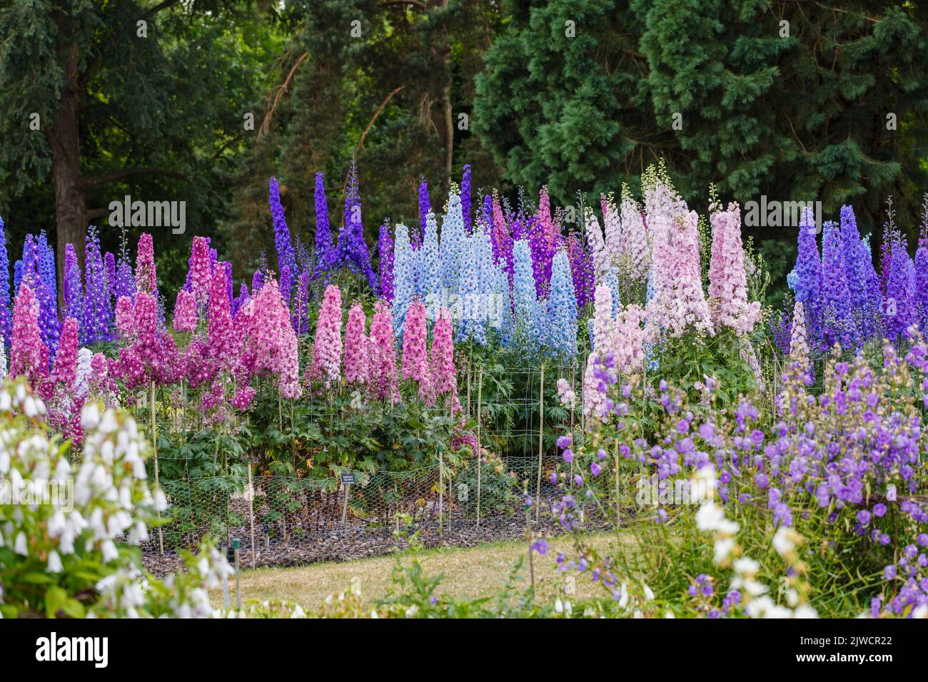 Picos de coloridos delphiniums mixtos creciendo en el campo de ensayos en RHS Gardens, Wisley, Surrey, sudeste de Inglaterra en verano Foto de stock