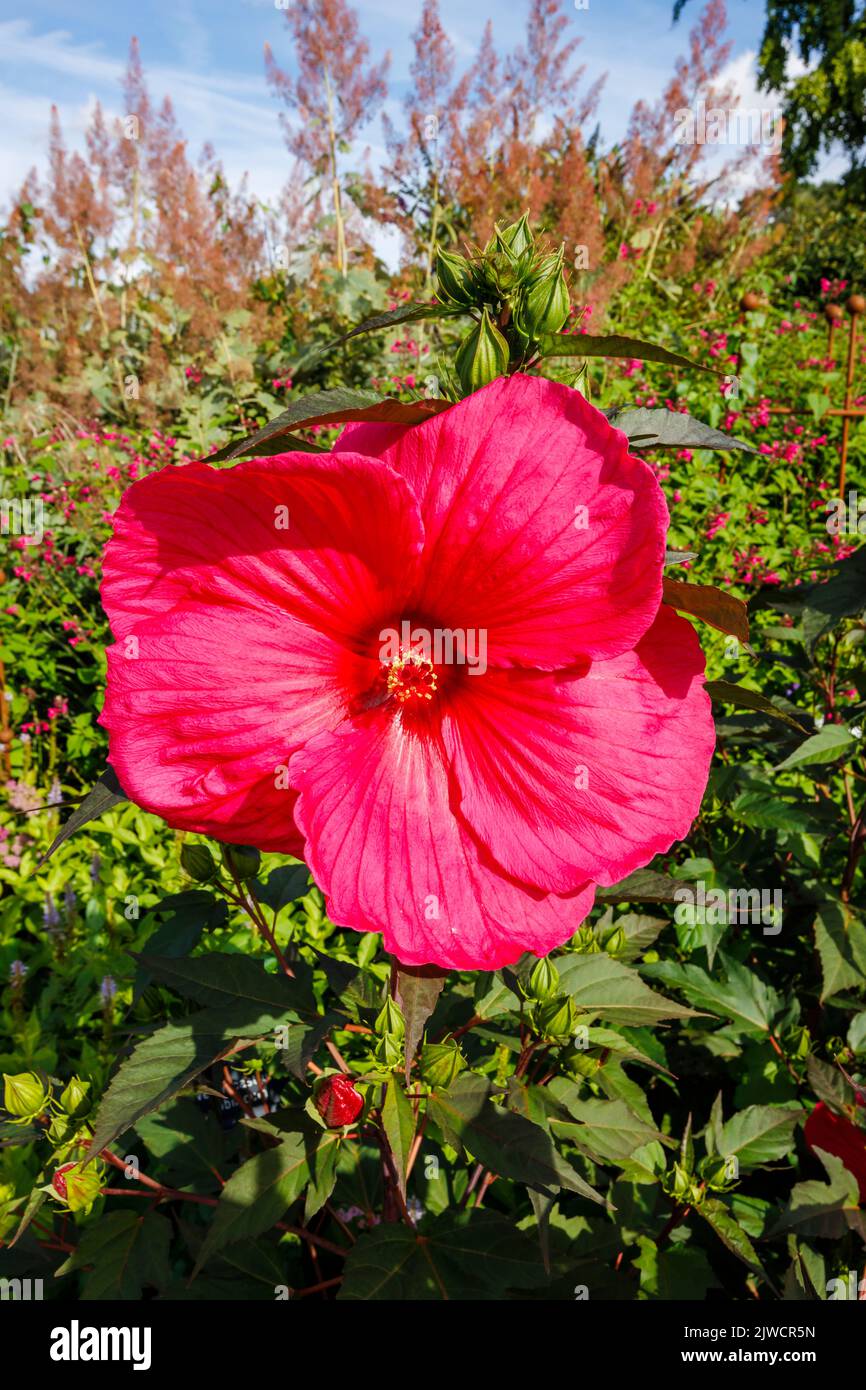 Grande rosa profundo a rojo Hibiscus moscheutos Planeta Griotte 'Tangri' rosa malva en flor en RHS Garden, Wisley, Surrey, Reino Unido en verano Foto de stock