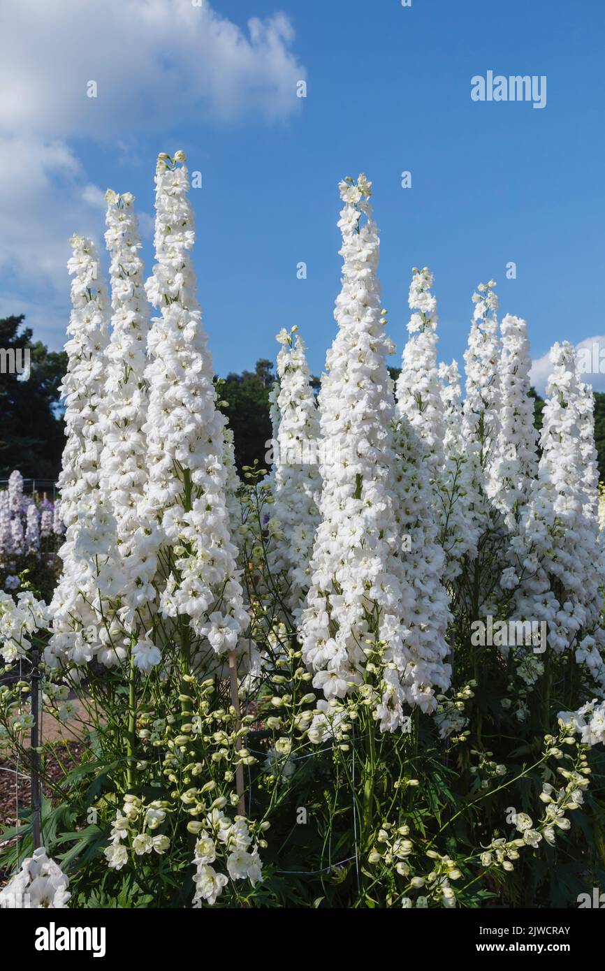 Picos altos de delfinio blanco 'Elizabeth Cook' floreciendo en el campo de ensayos en RHS Gardens, Wisley, Surrey, sudeste de Inglaterra en verano Foto de stock