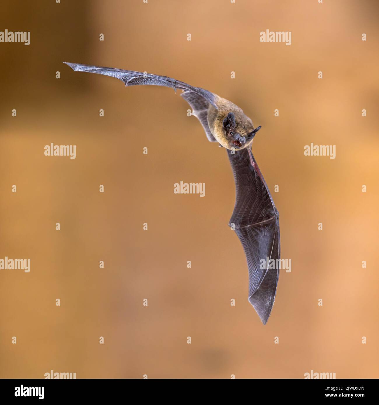 Volador de pipistrelle bat (Pipistrellus pipistrellus) Espectacular maniobra de acción rodada sobre el ático de madera de la casa con fondo brillante Foto de stock