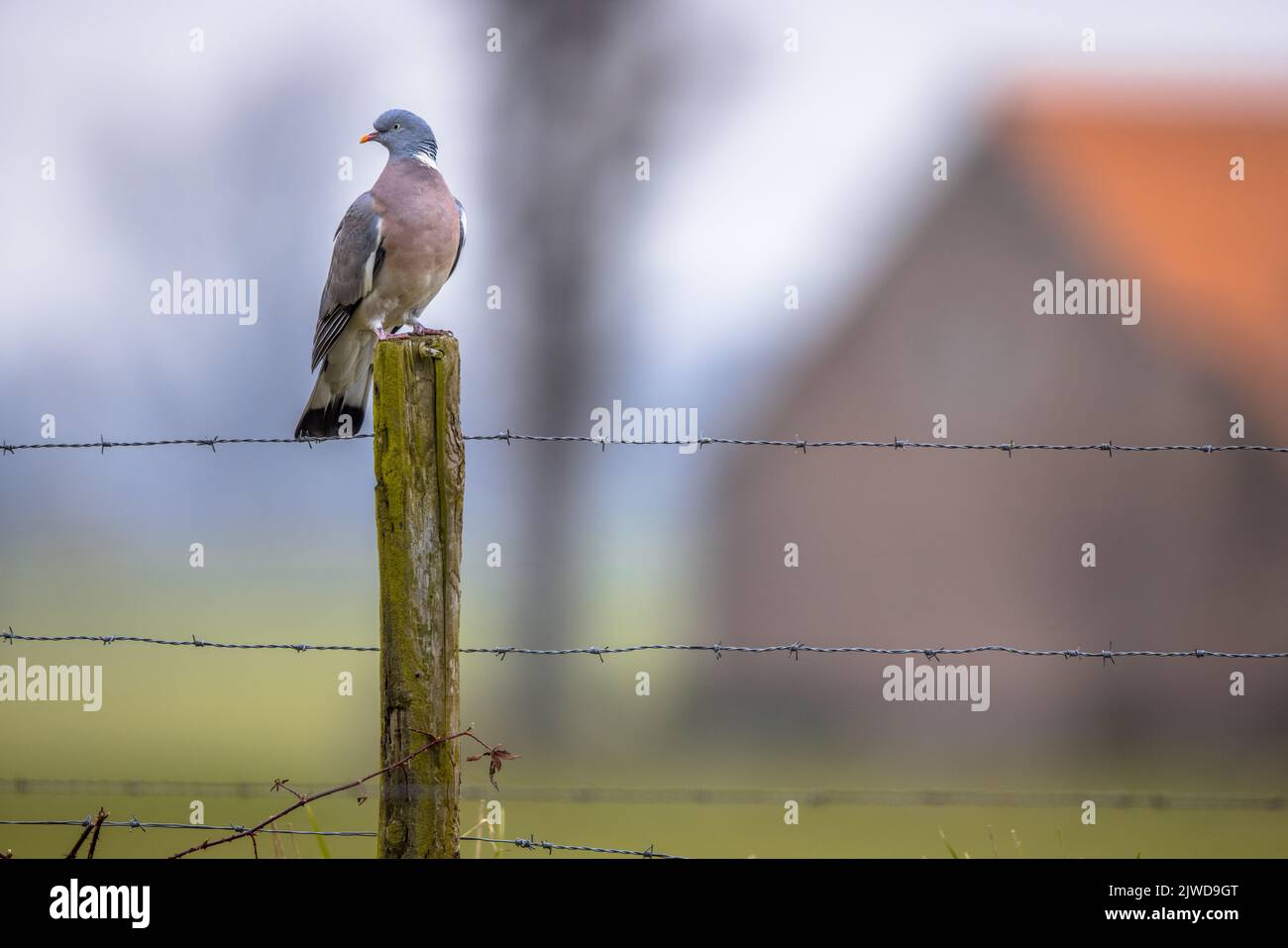 Paloma de madera (Columba palumbus) encaramado en la valla con granero