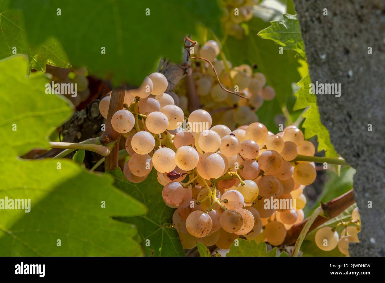 Los racimos de uvas blancas están listos para ser cosechados en la campiña toscana, Italia Foto de stock