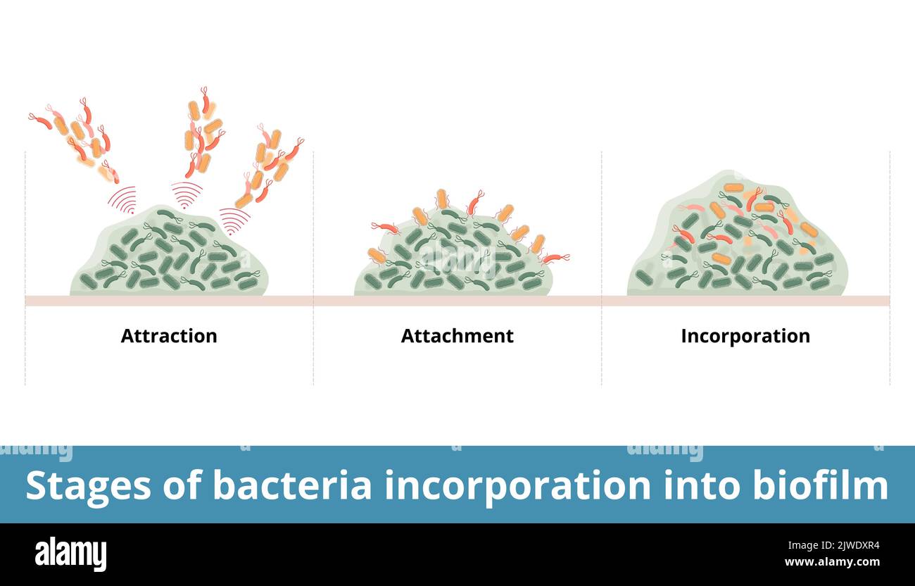 Etapas de incorporación de bacterias en el biofilm. Proceso de bacterias añadidas a colonias y biopelículas formadas. Atracción, apego, incorporación Ilustración del Vector