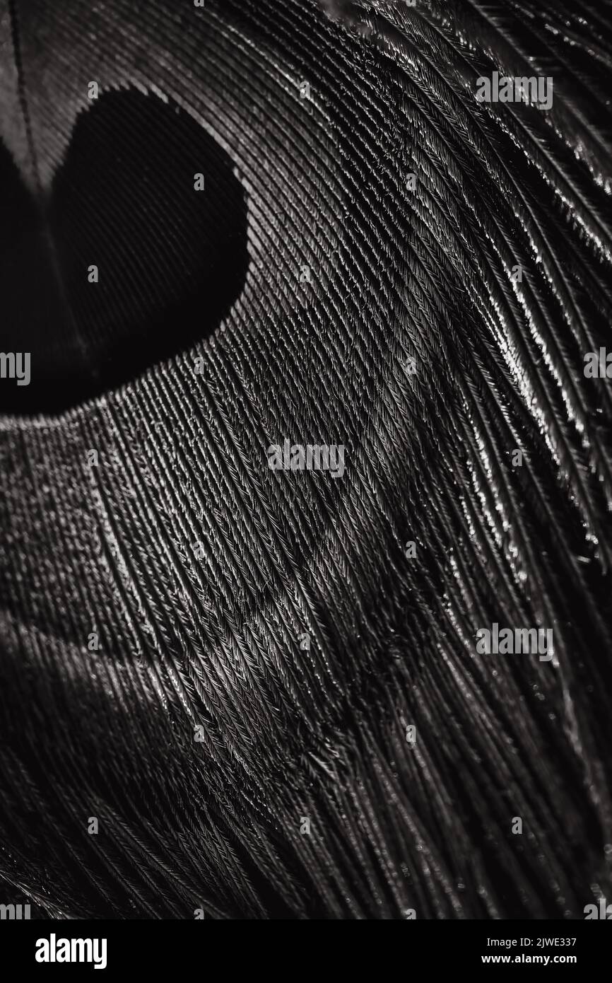Hermoso brillante negro y blanco pavo real pluma de pájaro primer plano abstracta líneas patrón textura fondo concepto, hermoso brillante brillante brillante negro imagen. Foto de stock