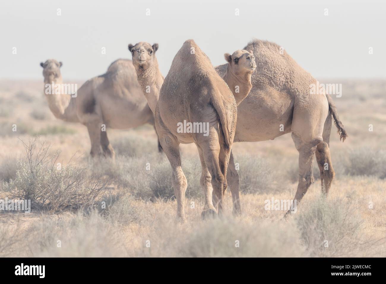 Tres camellos dromedarios ferales (Camelus dromedarius) en el hábitat de matorrales de salmuera, Australia del Sur, Australia Foto de stock