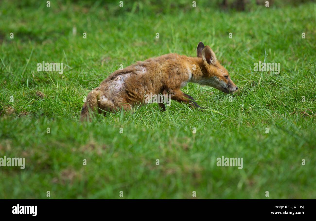 Un cachorro de zorro con sarna sarcóptica Foto de stock
