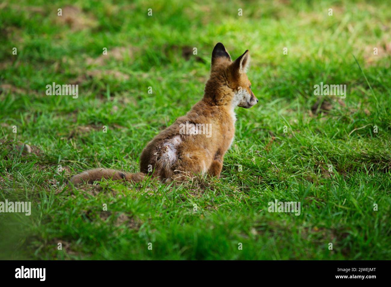 Un cachorro de zorro con sarna sarcóptica Foto de stock