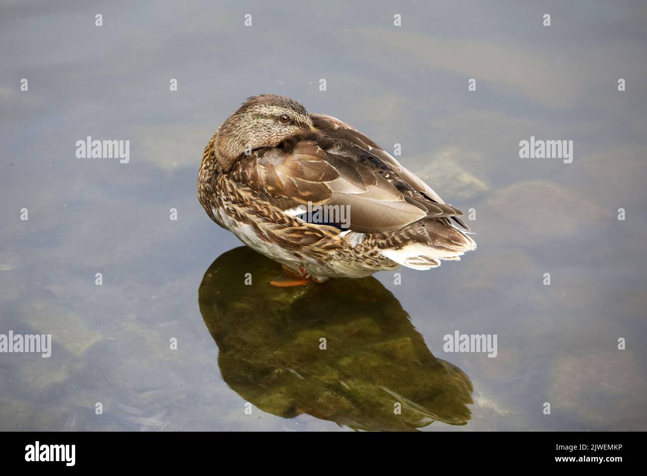 Pato de Mallard ocultando su cabeza bajo el ala de pie sobre piedras en aguas poco profundas. Pato salvaje hembra en el lago de otoño Foto de stock