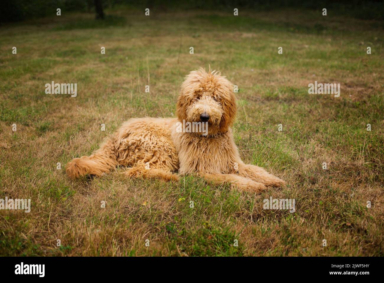 Los Goldendoodles son una mezcla adorable entre el Golden Retriever y el Poodle Foto de stock