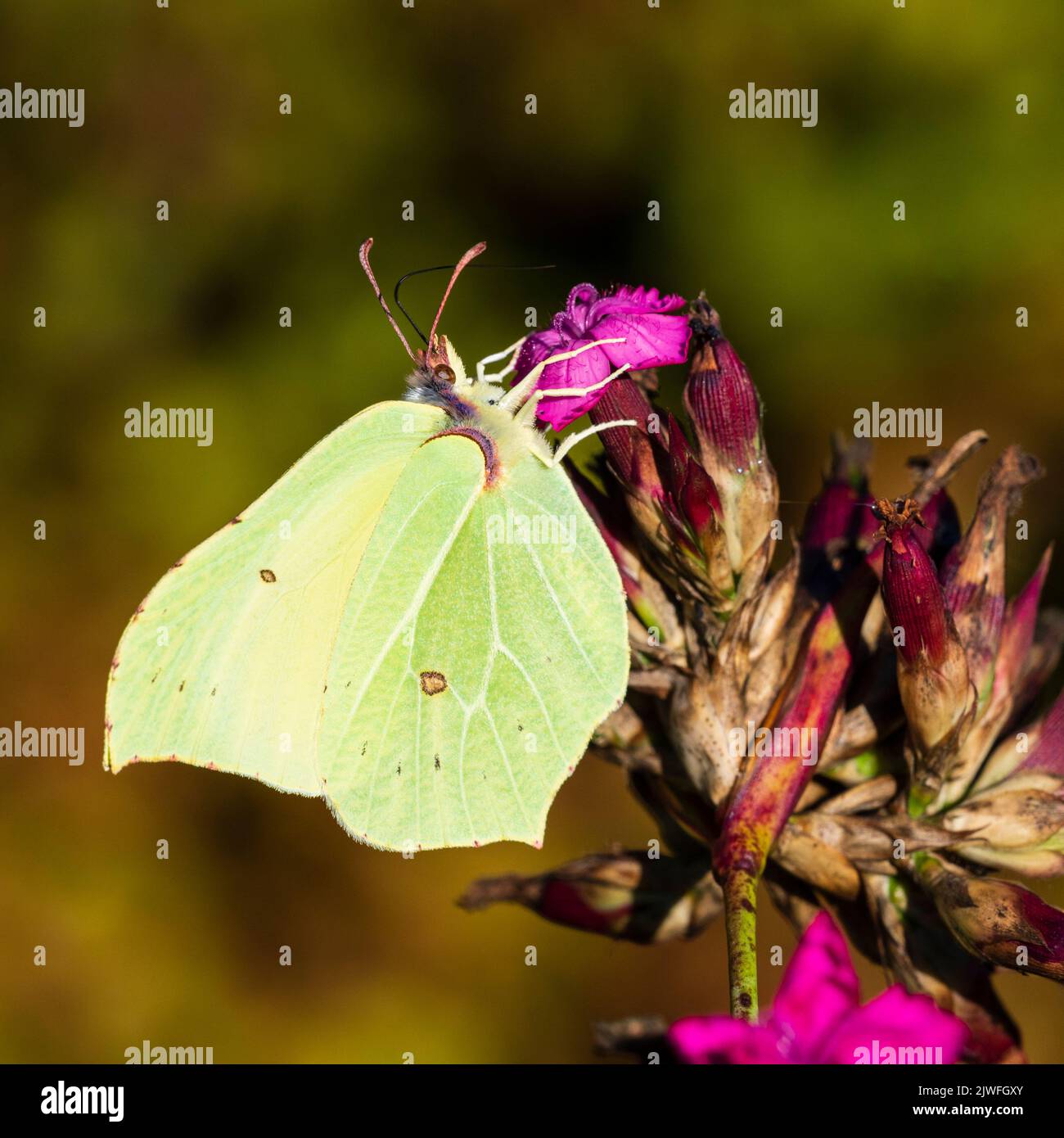 Mariposa de azufre femenina, Gonepteryx rhamni, mostrando la parte inferior mientras se alimenta en rosa alemán, Dianthus carthusianorum Foto de stock