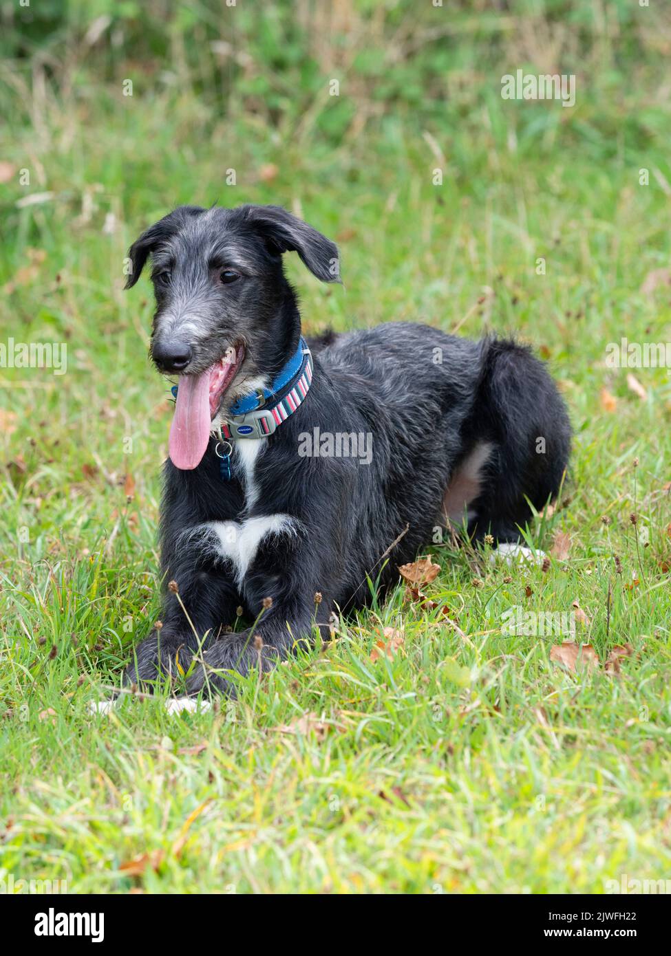 18 semanas de edad macho deeralgo x galgos negro y gris cachorro de durazno descansando en un campo de hierba Foto de stock